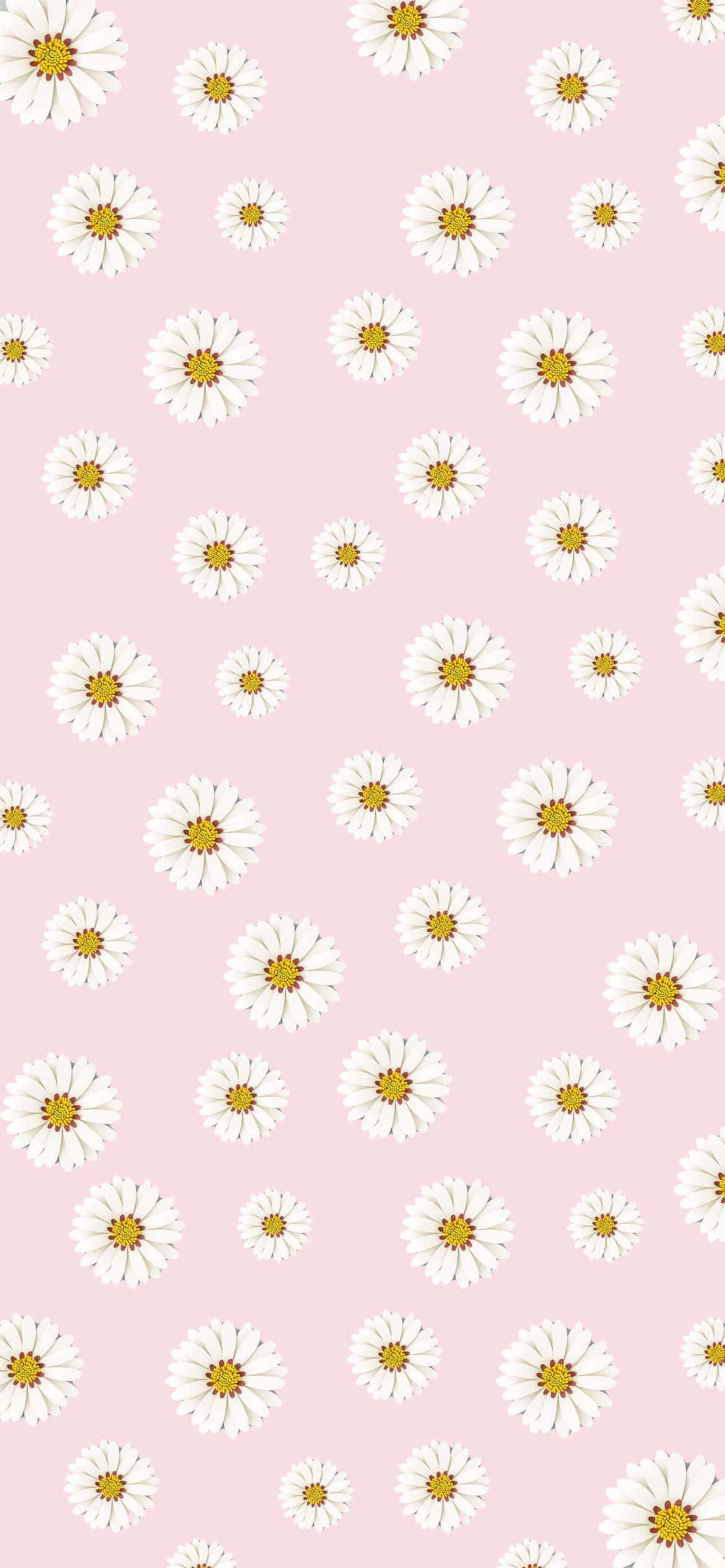 Colorful Daisies 桌布 壁紙 — 柔軟粉紅色背景，點綴著散落的白色雛菊，帶有黃色花心，形成重複圖案。