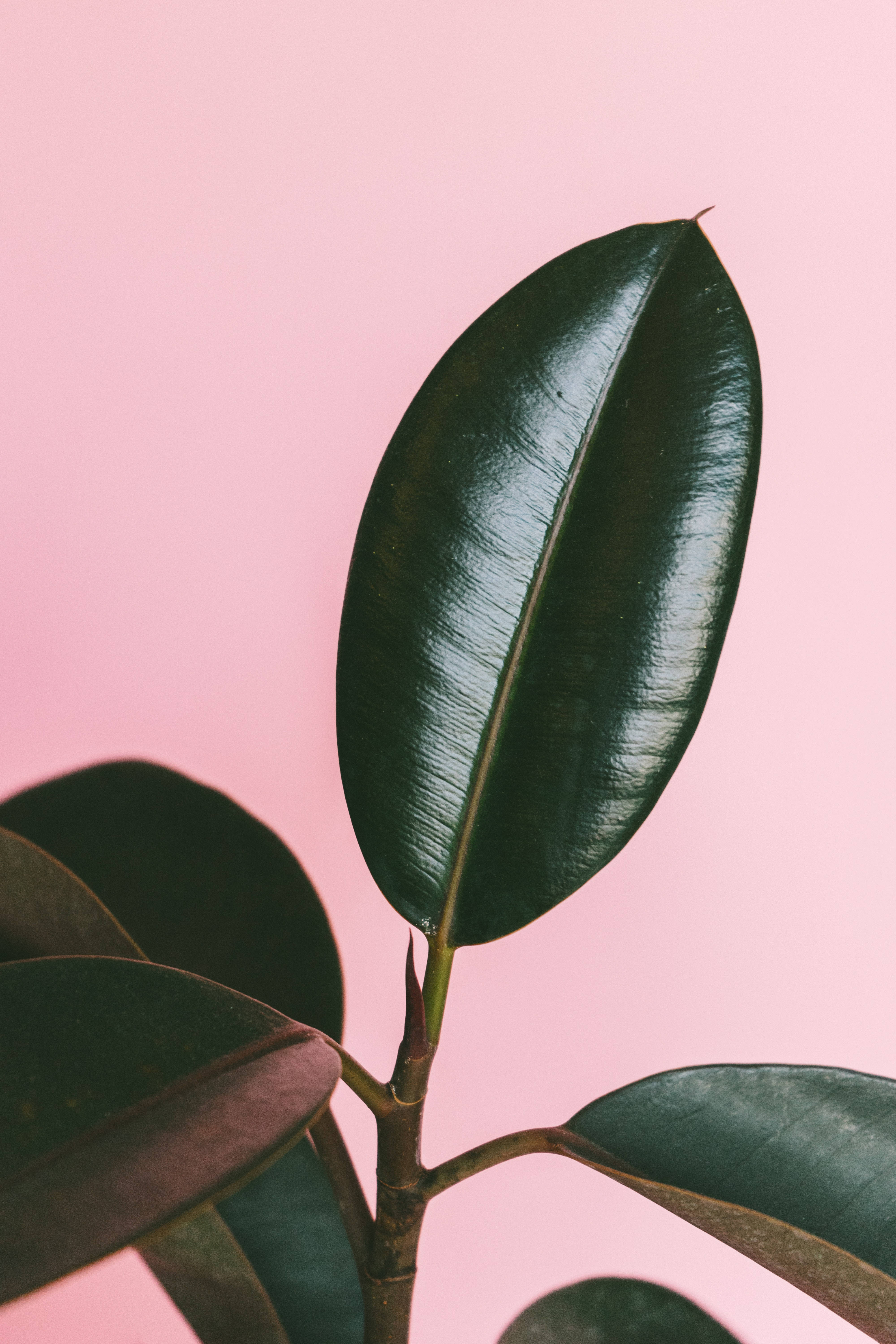 Plant Aesthetic 桌布 壁紙 — 柔軟粉紅色背景上的光澤深綠色橡膠植物葉片特寫。
