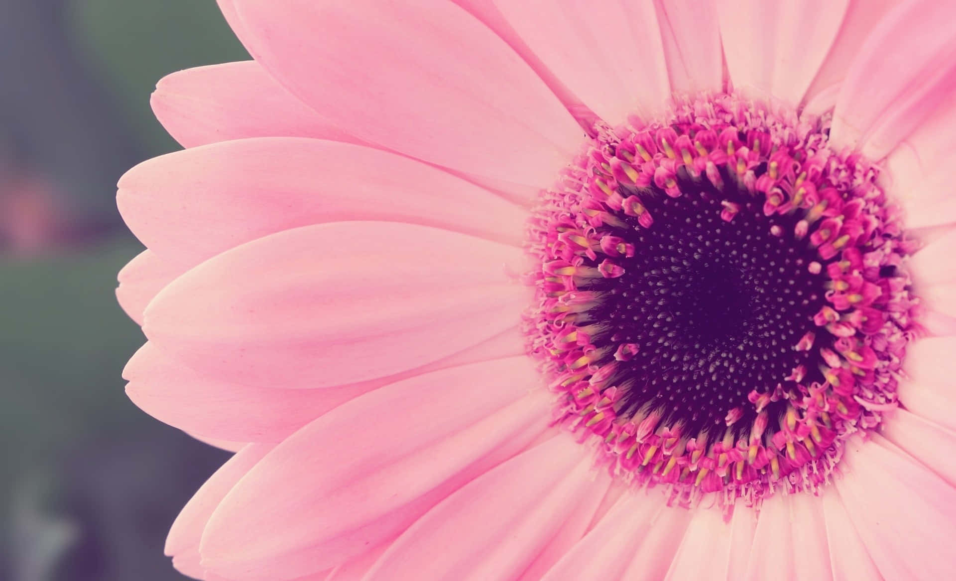 1366x768 Daisies 桌布 壁紙 — 柔軟粉紅色非洲菊雛菊的特寫，帶有深紫色中心和模糊的綠色背景。