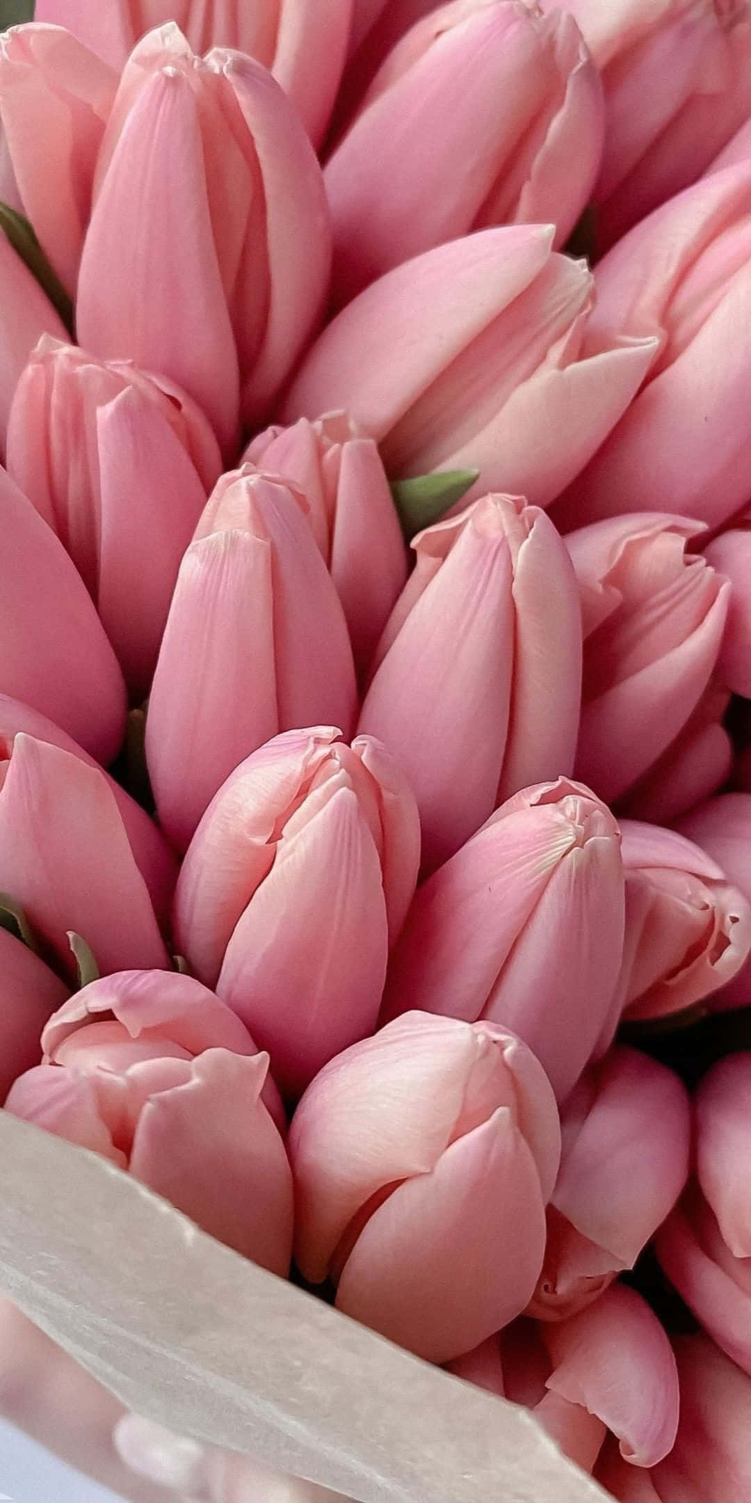 Pink Flowers 桌布 壁紙 — 柔軟粉紅色鬱金香花蕾緊密簇擁在棕色紙包裹的花束中的特寫。