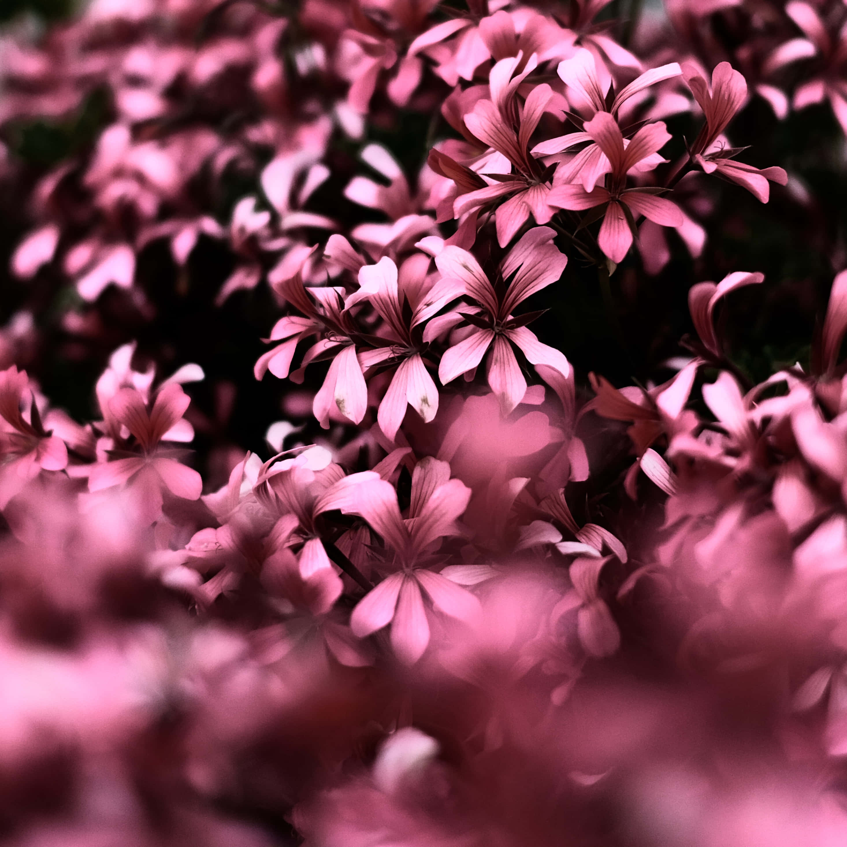Flowers 桌布 壁紙 — 柔軟粉紅花朵的夢幻特寫，前景和背景模糊，營造浪漫的散景效果。