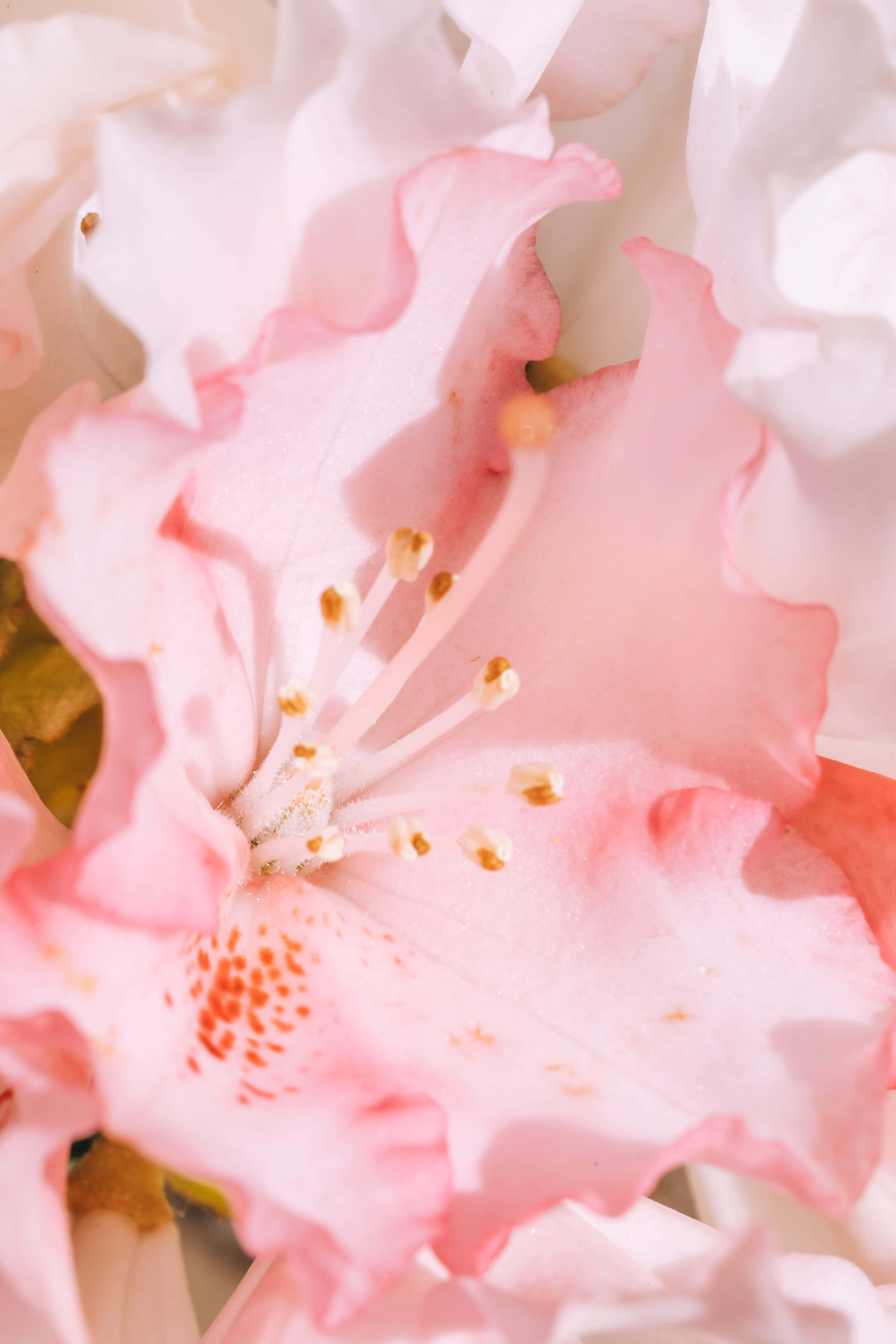 Pink Flower Phone 桌布 壁紙 — 柔軟粉紅花朵的特寫，帶有精緻的皺褶花瓣和可見的雄蕊，沐浴在柔和的光線中。