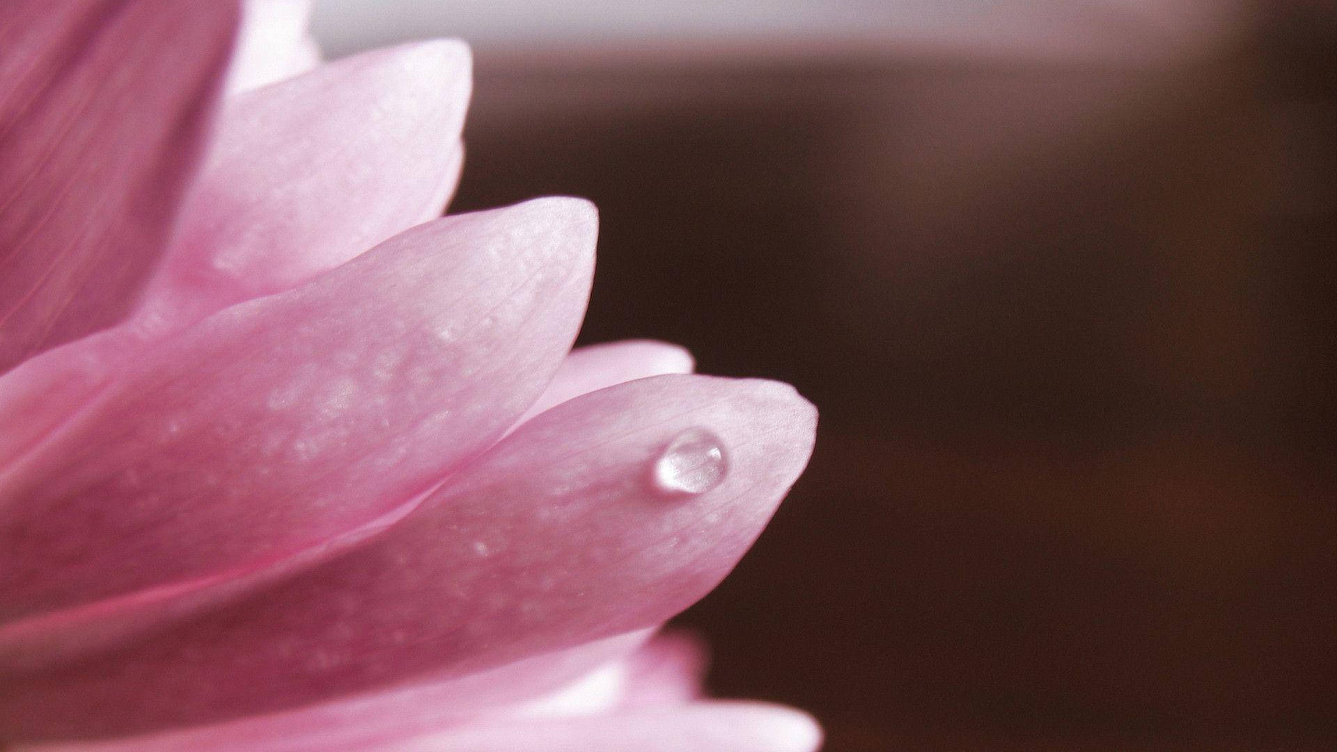 Pink Flower 桌布 壁紙 — 柔軟粉紅花瓣的特寫，一顆閃爍的水珠停留在其中一片精緻邊緣上。