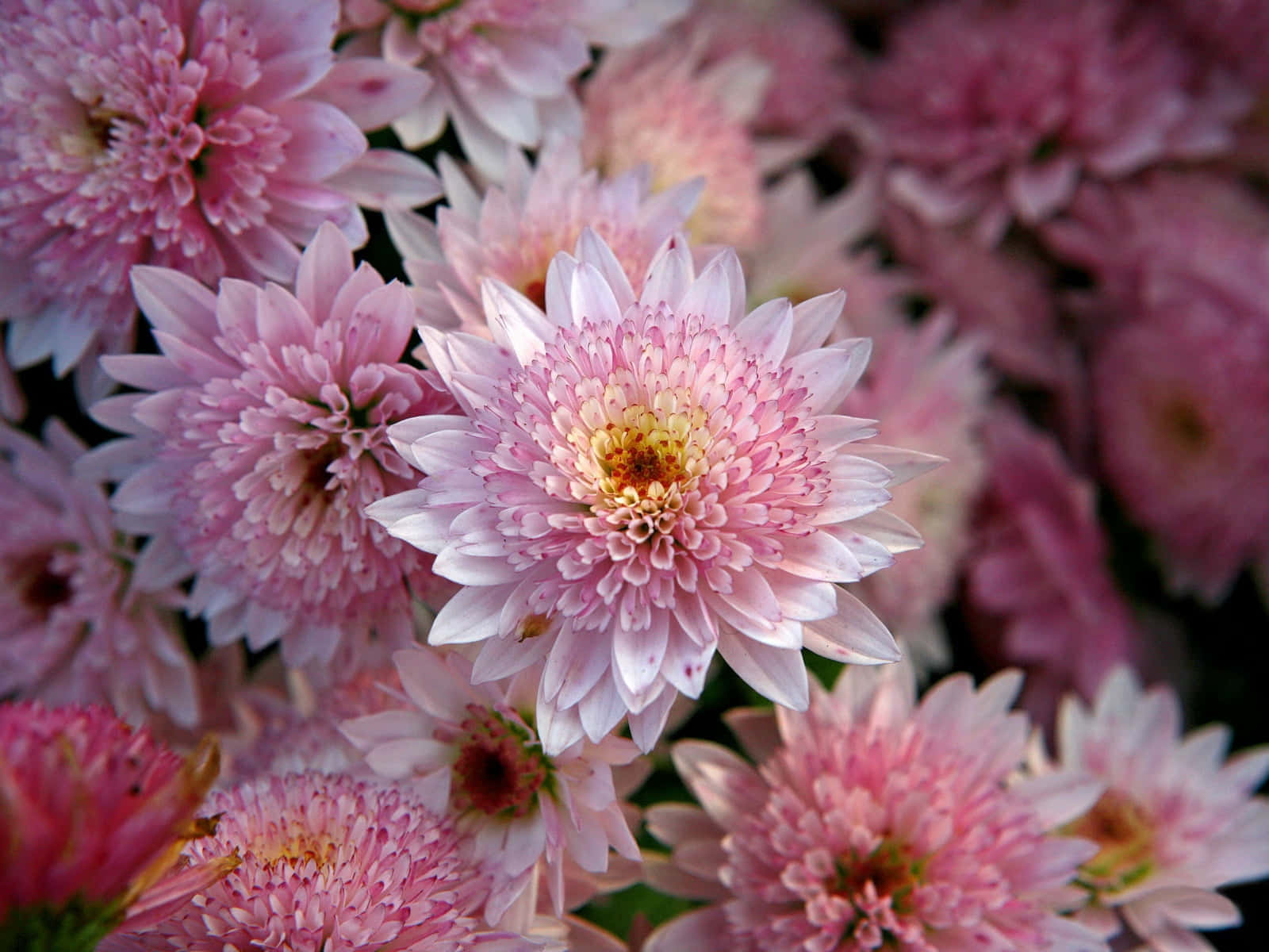 Pink Chrysanthemums 桌布 壁紙 — 柔軟粉紅菊花的特寫，層層花瓣和黃色花心，背景柔和失焦。