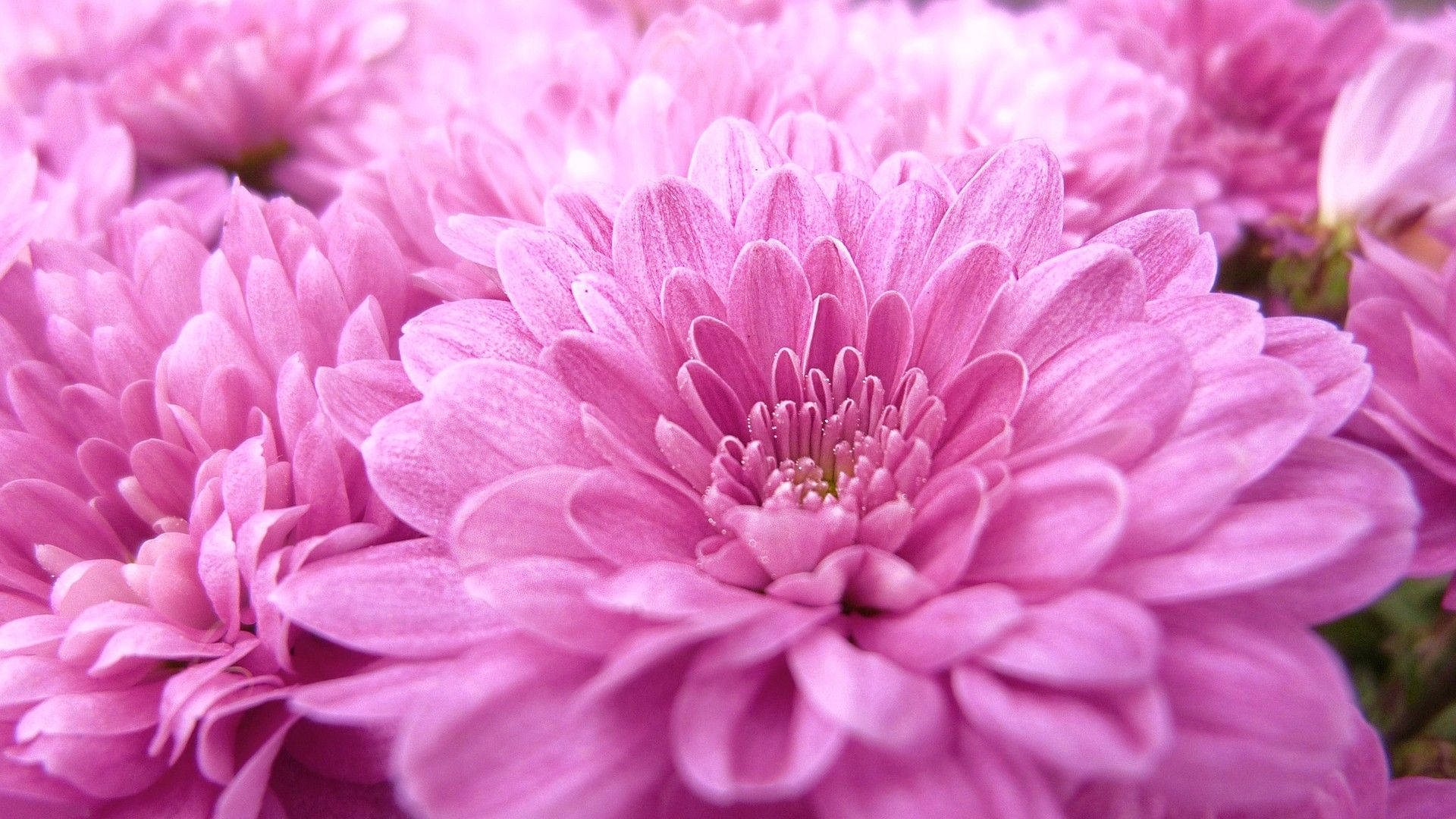 Chrysanthemum 桌布 壁紙 — 柔軟粉紅菊花的特寫，帶有精緻的層層花瓣和模糊背景。