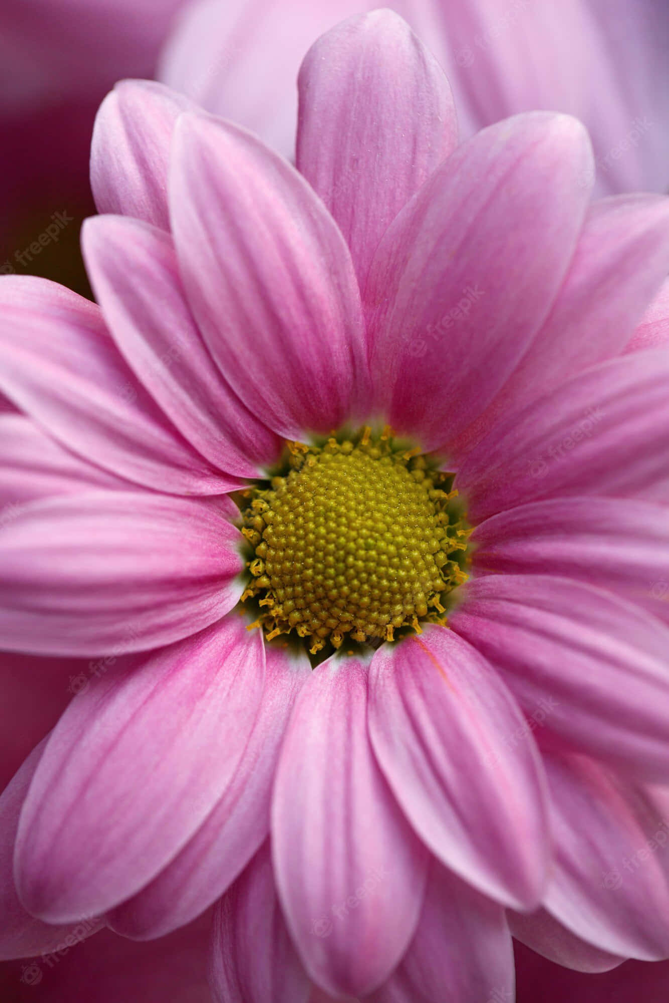 Android Daisies 桌布 壁紙 — 柔軟粉紅雛菊的特寫，帶有精緻花瓣和鮮豔黃色花心。