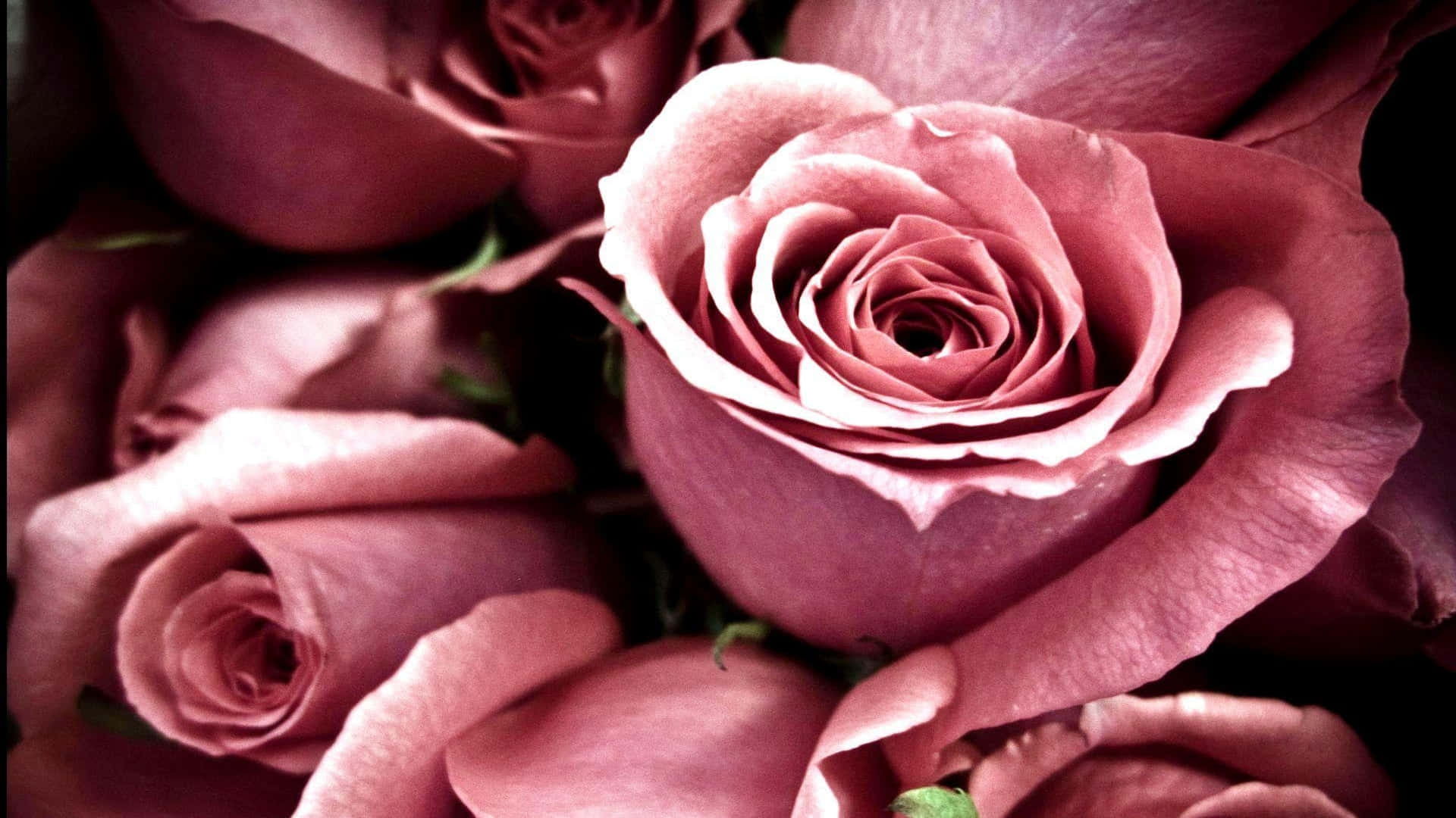 Rose Flower 桌布 壁紙 — 柔軟紫紅色玫瑰的特寫，帶有精緻的層疊花瓣和深色背景，營造出浪漫而親密的花卉場景。