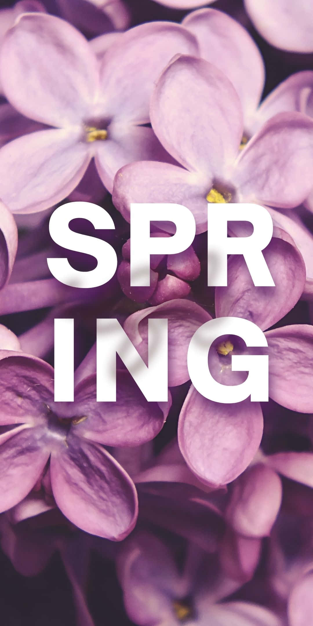 Best Spring 桌布 壁紙 — 柔軟紫色丁香花的特寫，帶有粗體白色「SPRING」文字疊加。