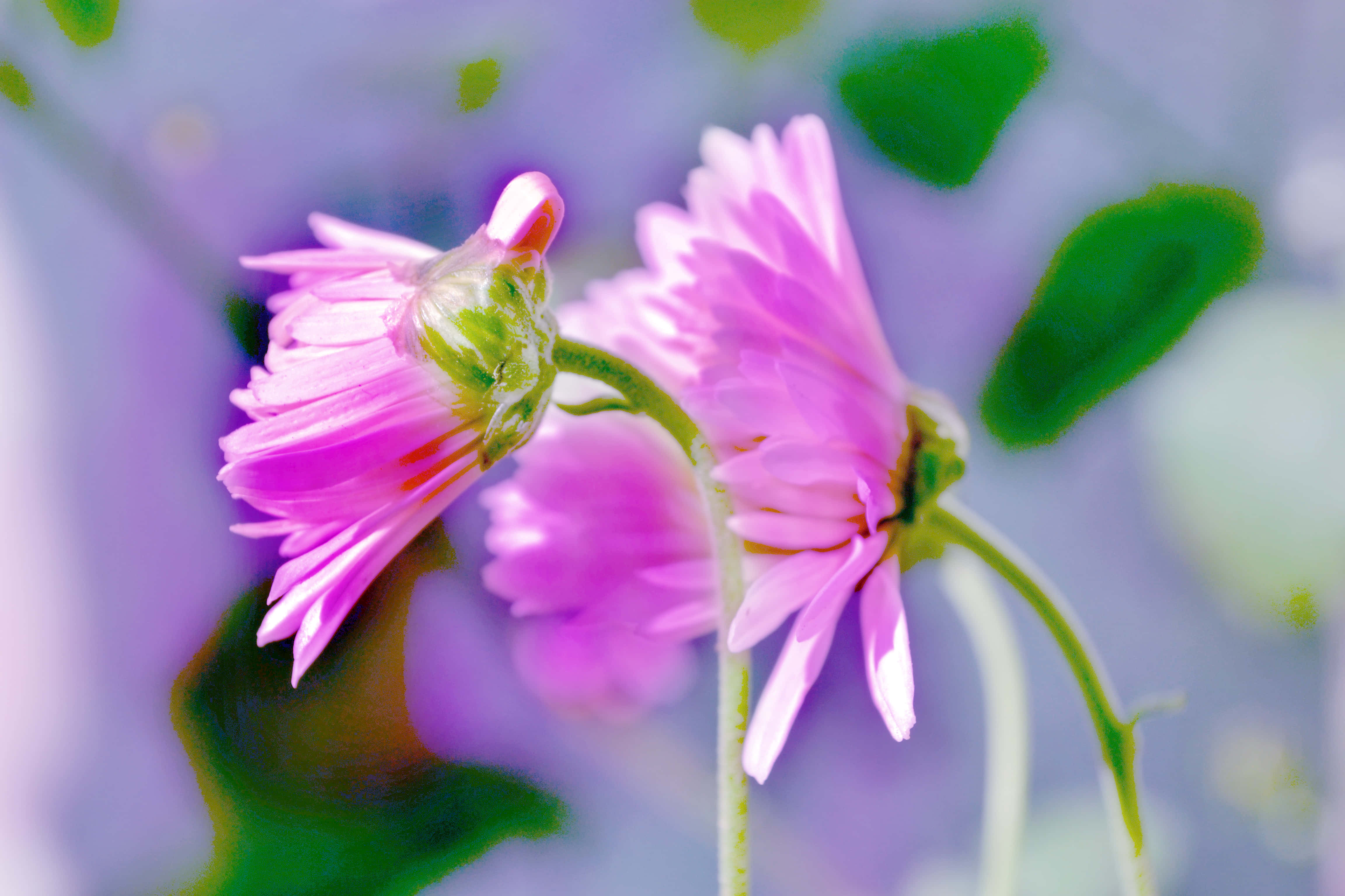 Wildflowers 桌布 壁紙 — 柔軟紫色模糊背景下，精緻粉紅花朵與綠葉的特寫。