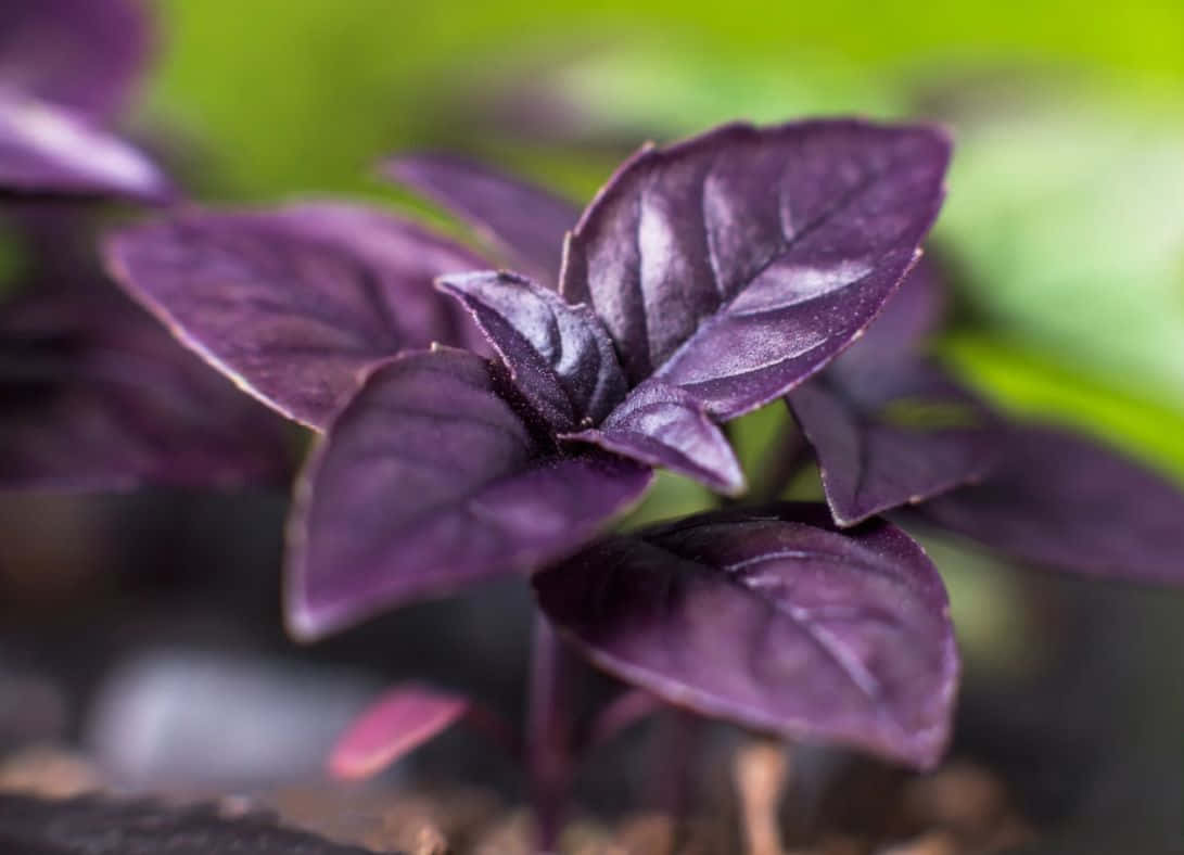 Purple Basil 桌布 壁紙 — 柔軟綠色背景上帶有光澤質感的鮮豔紫色羅勒葉特寫。