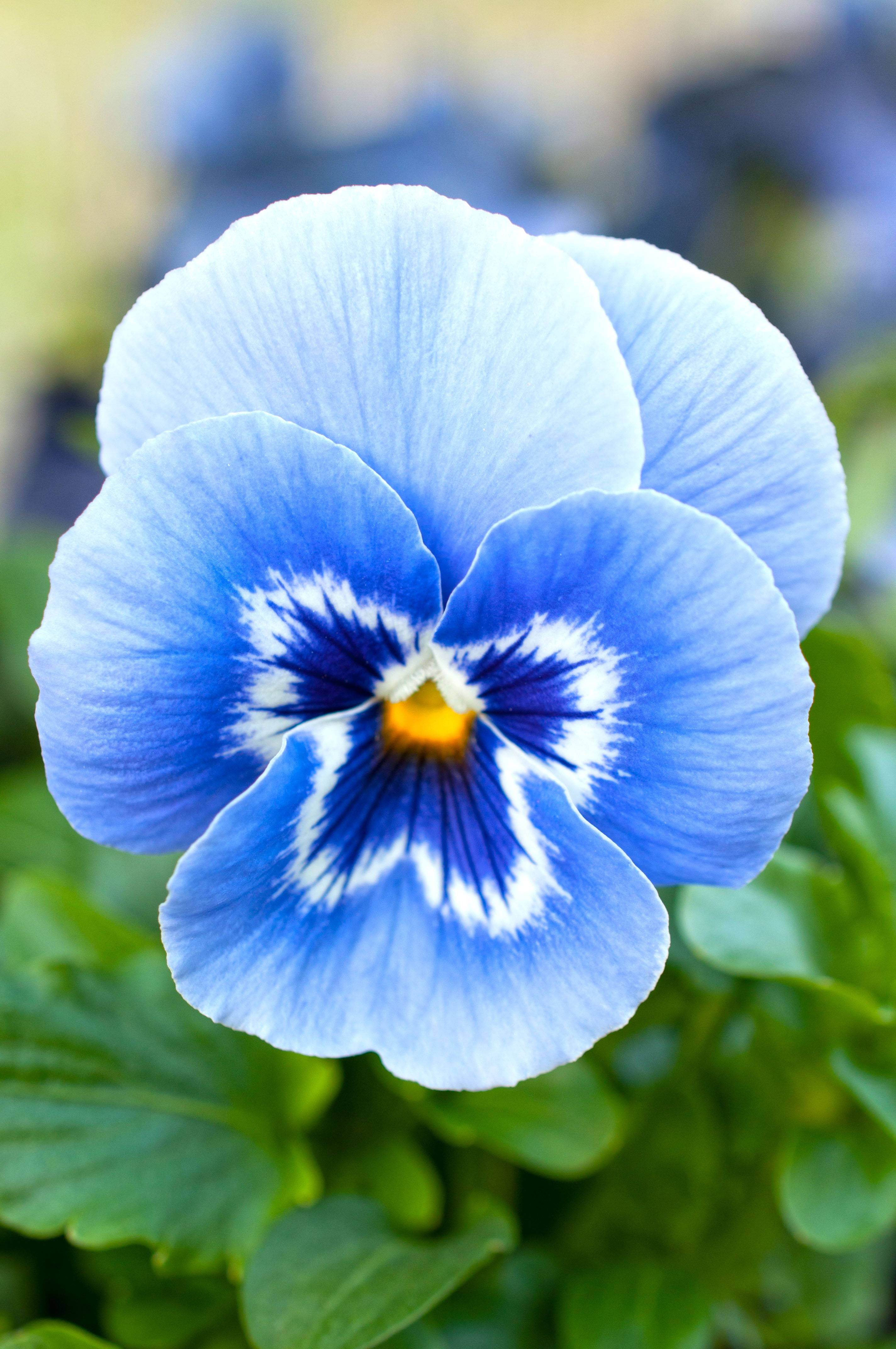 Pansy 桌布 壁紙 — 柔軟綠色葉子背景下，一朵帶有白色和黃色花心的精緻藍色三色堇特寫。