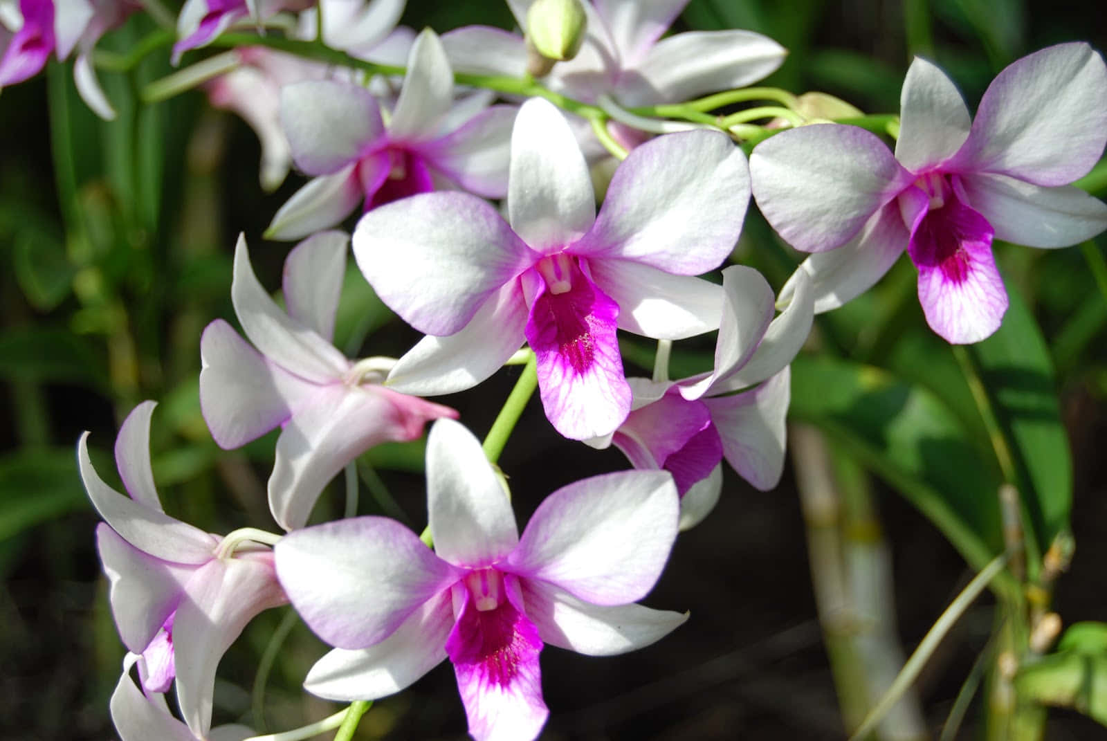Orchid 桌布 壁紙 — 柔軟綠色葉片背景下，帶有鮮豔洋紅色花心的精緻白色和紫色蘭花特寫。