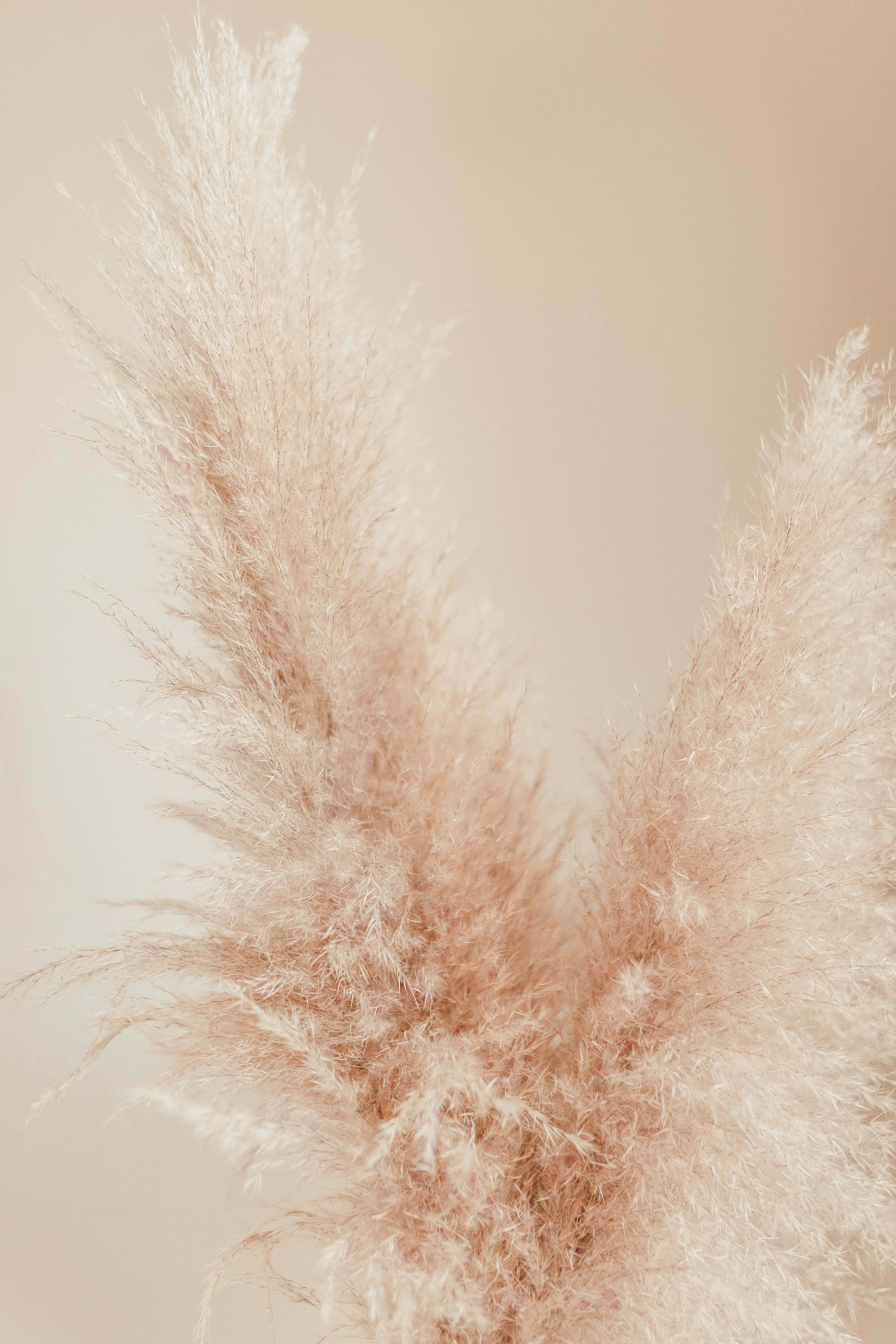 Grass 桌布 壁紙 — 柔軟羽毛狀的蒲葦草穗，以溫暖的米色調呈現，背景柔和。