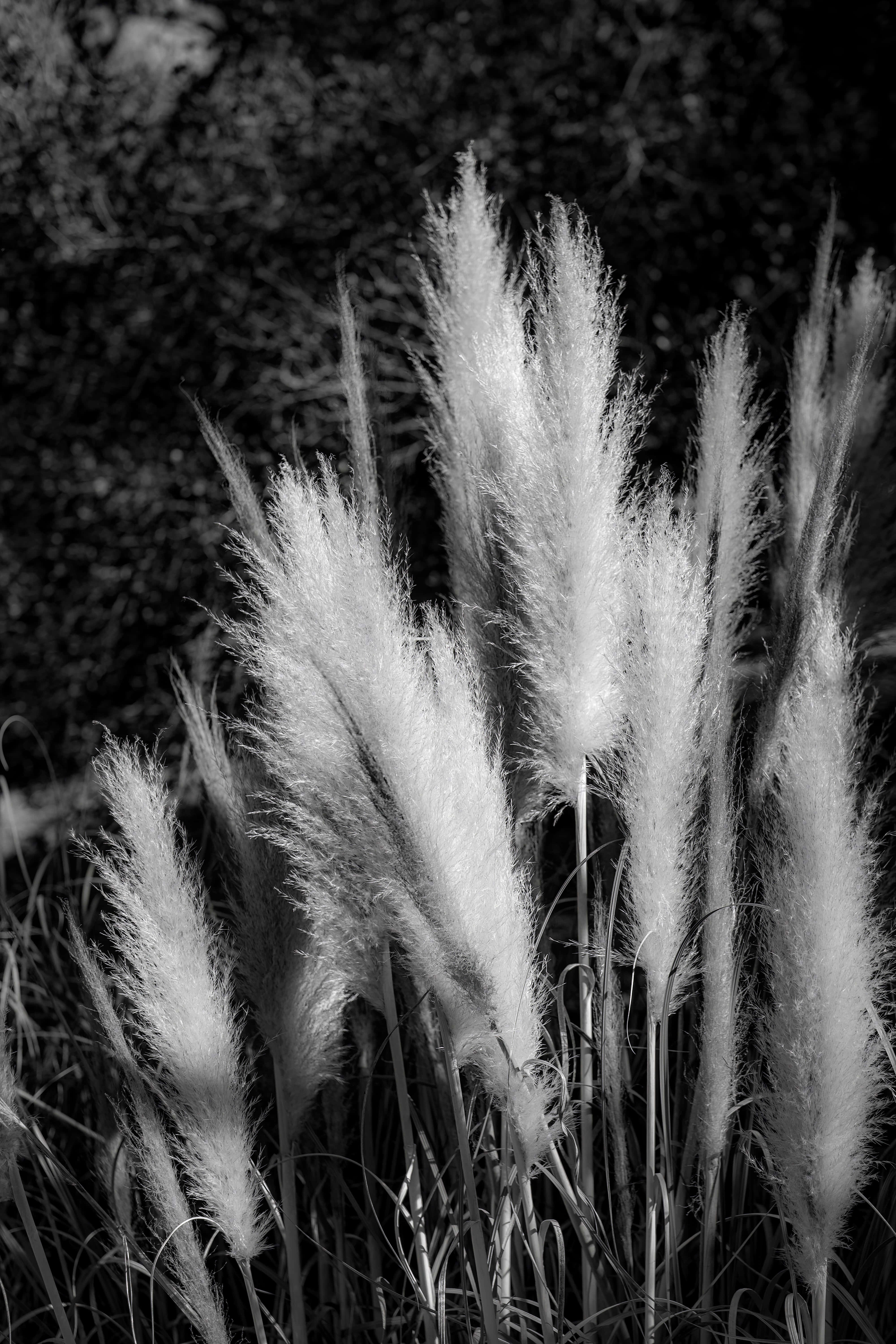Pampas Grass 桌布 壁紙 — 柔軟羽毛狀的蒲葦草穗在黑暗模糊的背景上以高對比度黑白呈現，高高聳立。