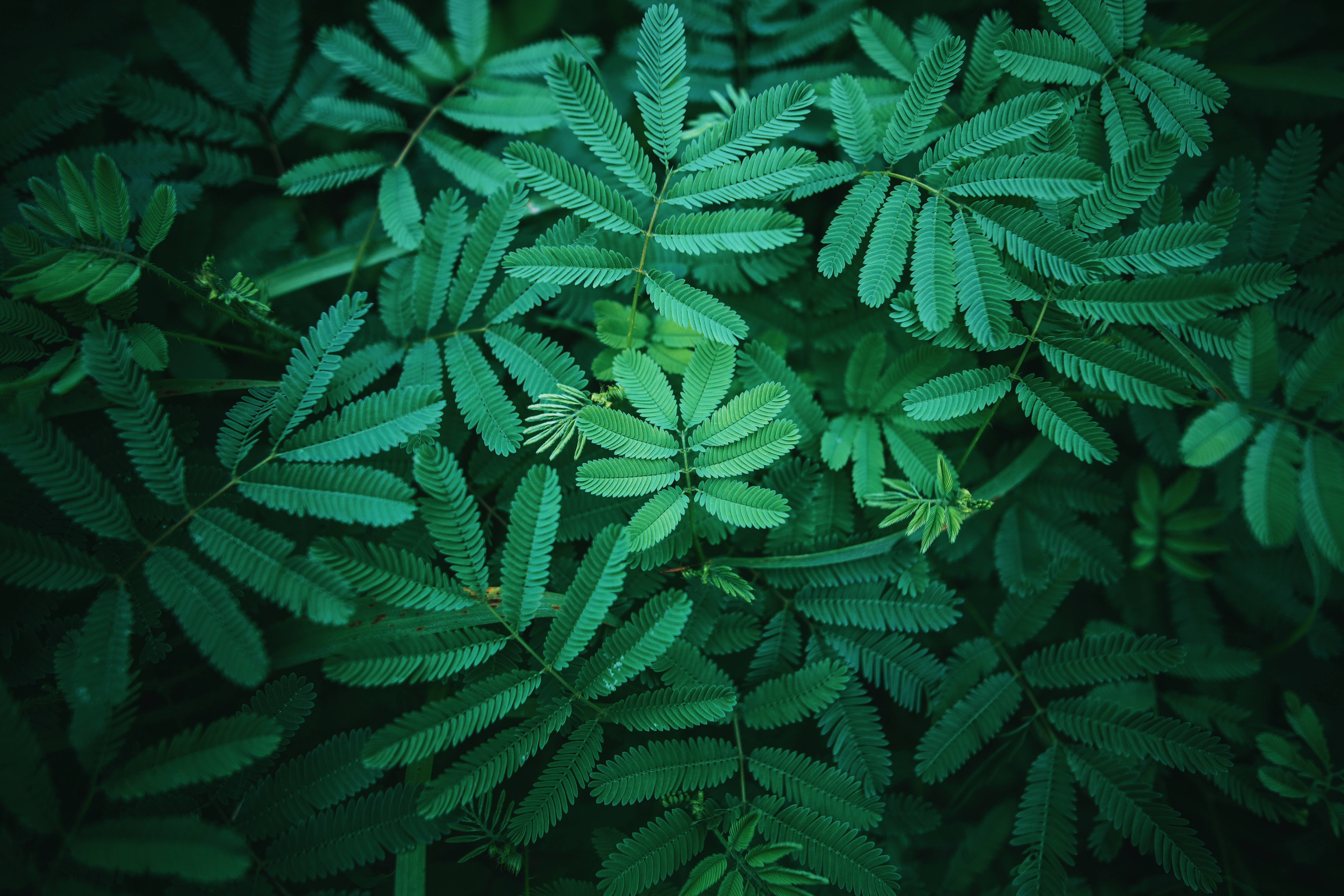 Lush 桌布 壁紙 — 柔軟自然光下，茂密綠色蕨類葉片帶有複雜羽毛狀圖案的近距離特寫。