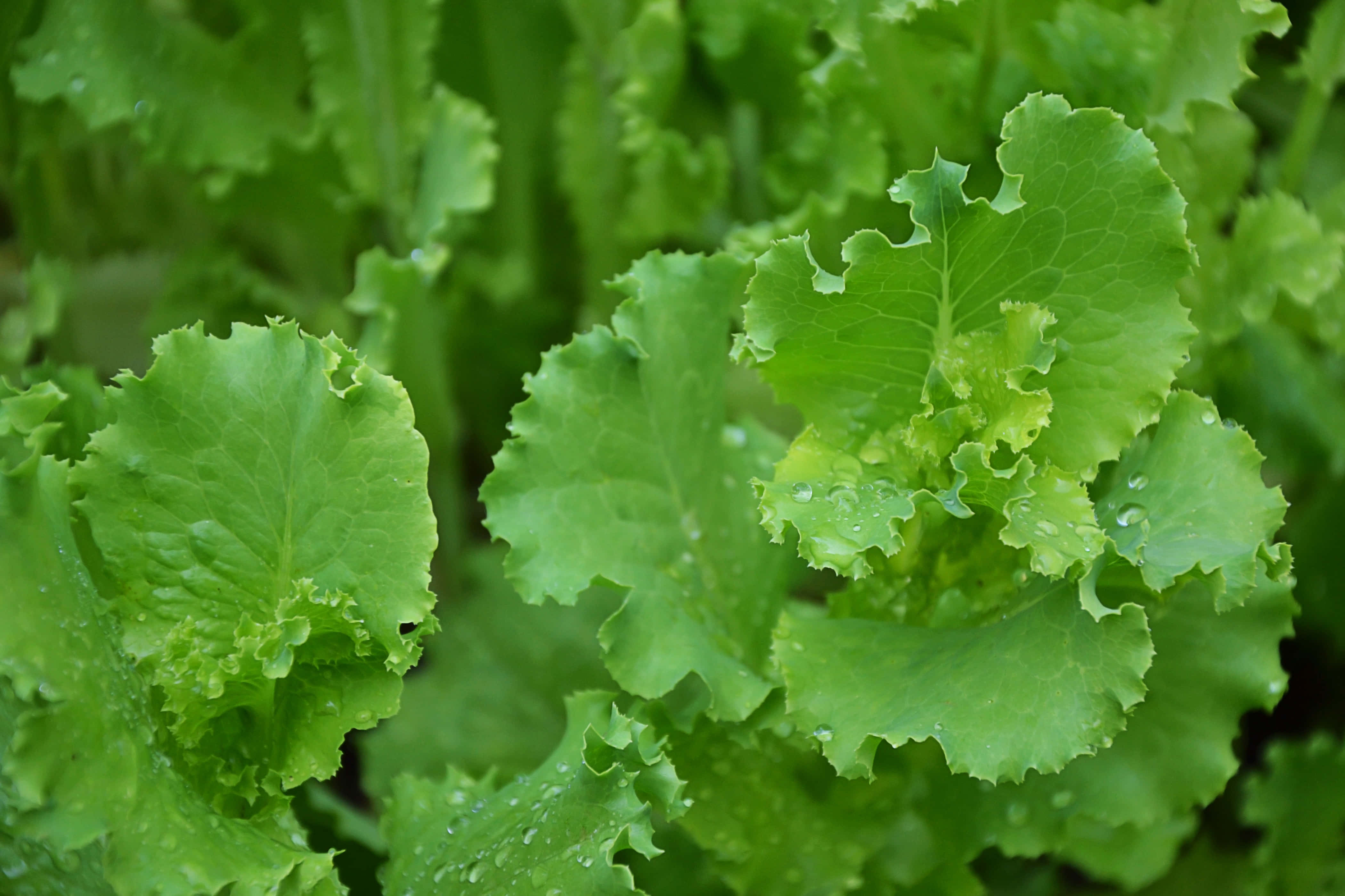 Wild Lettuce 桌布 壁紙 — 柔軟自然光下，鮮綠色生菜葉片上閃爍著露珠的特寫。