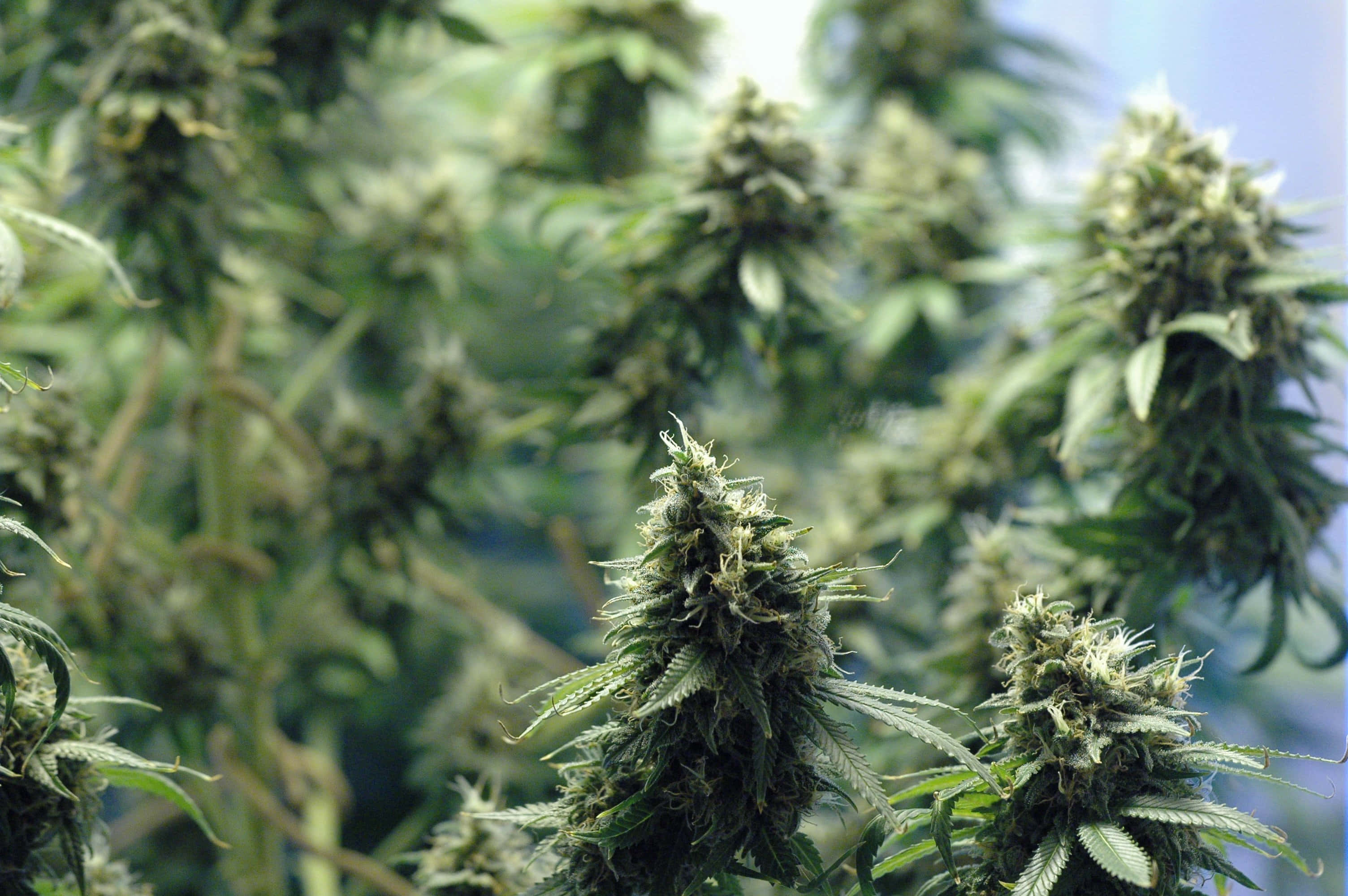 Plant 桌布 壁紙 — 柔軟自然光下茂密綠色大麻植物的特寫，帶有密集花蕾和鋸齒狀葉片。