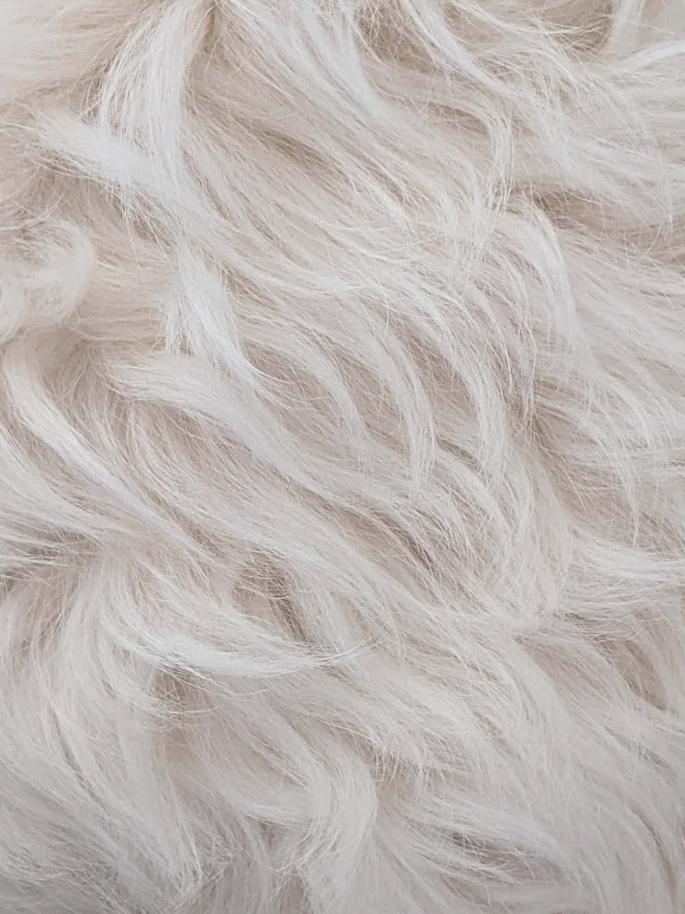 Animal Fur 桌布 壁紙 — 柔軟蓬鬆白色毛皮的近距離特寫，帶有柔和波浪和自然質感。