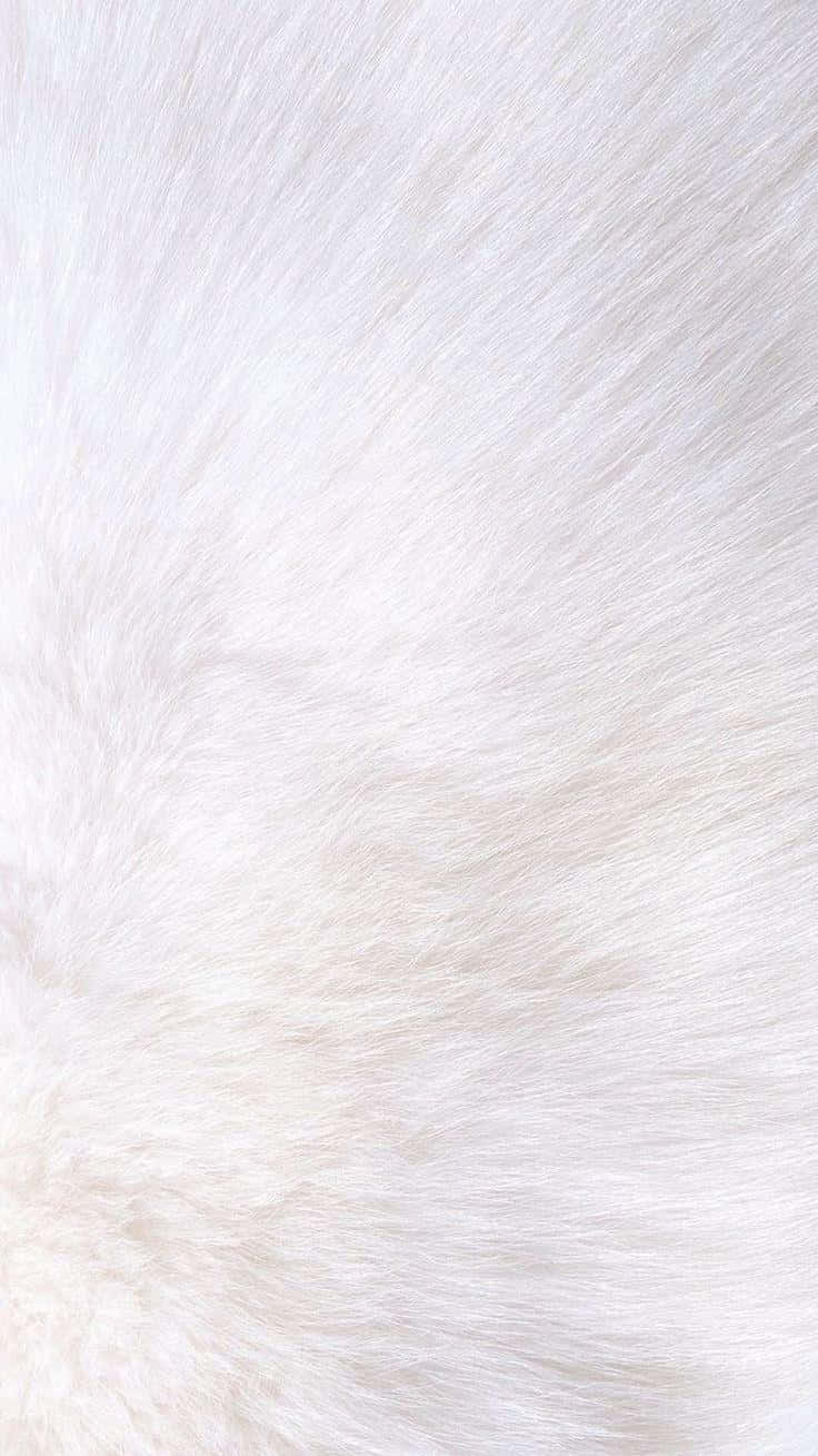 Tumblr White 桌布 壁紙 — 柔軟蓬鬆白色毛髮的特寫，帶有柔和的方向性筆觸和微妙的奶油色底色。