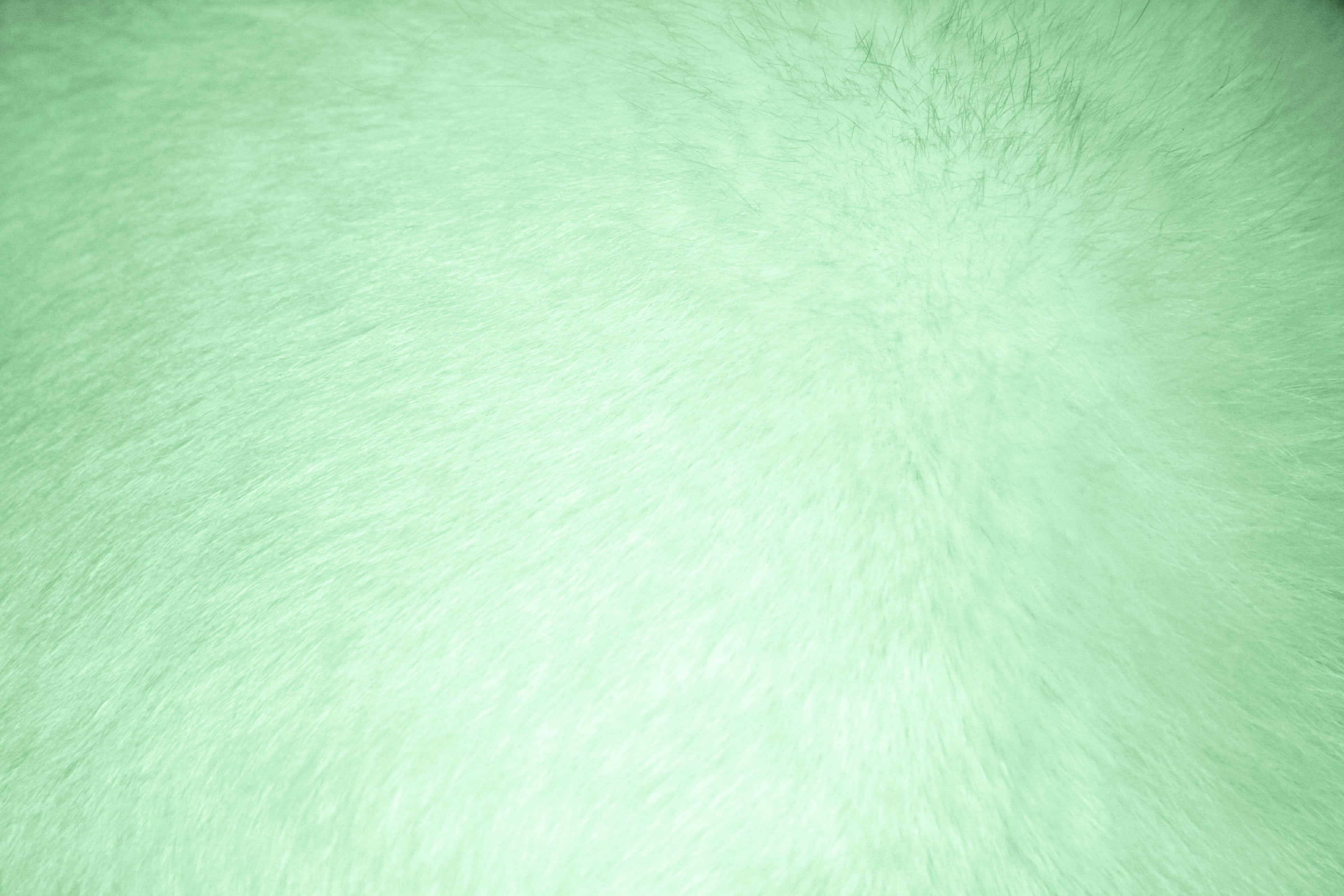 Green Texture 桌布 壁紙 — 柔軟薄荷綠色人造毛皮的近距離特寫，質感柔和，光線均勻。