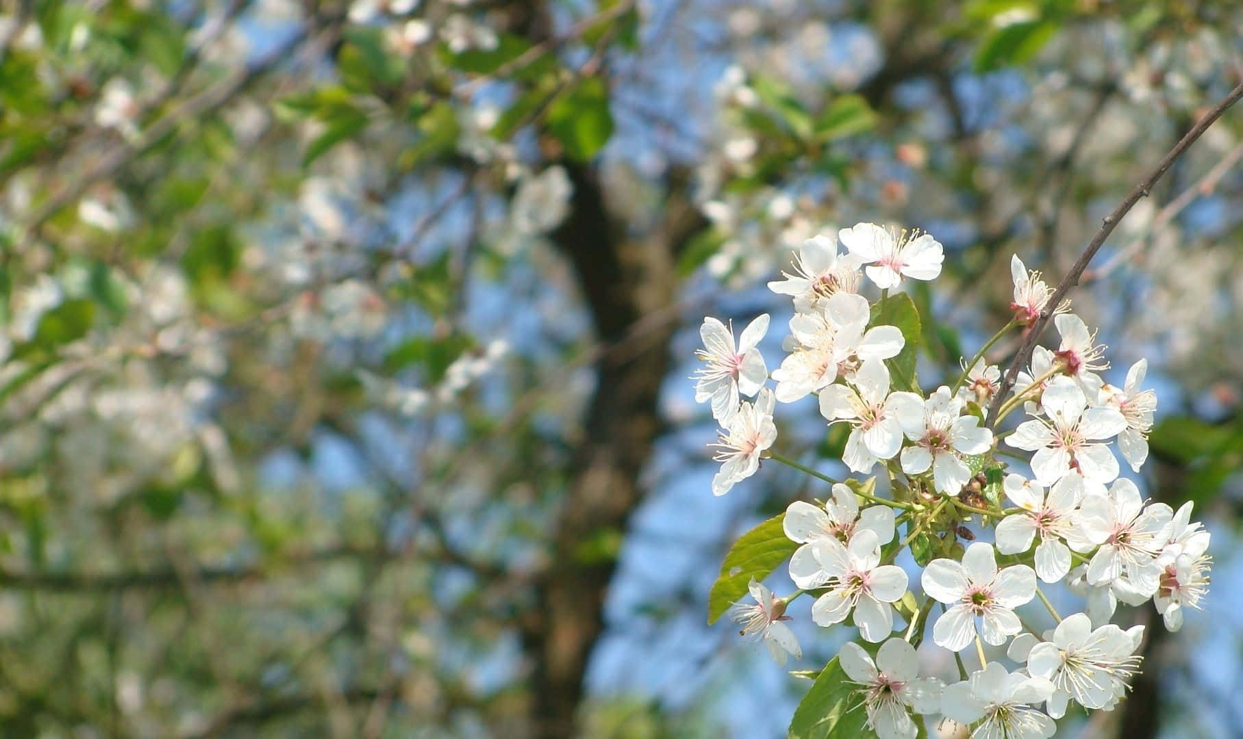 Spring Bloom 桌布 壁紙 — 柔軟藍天背景下，樹枝上盛開的粉紅雄蕊白色櫻花特寫。