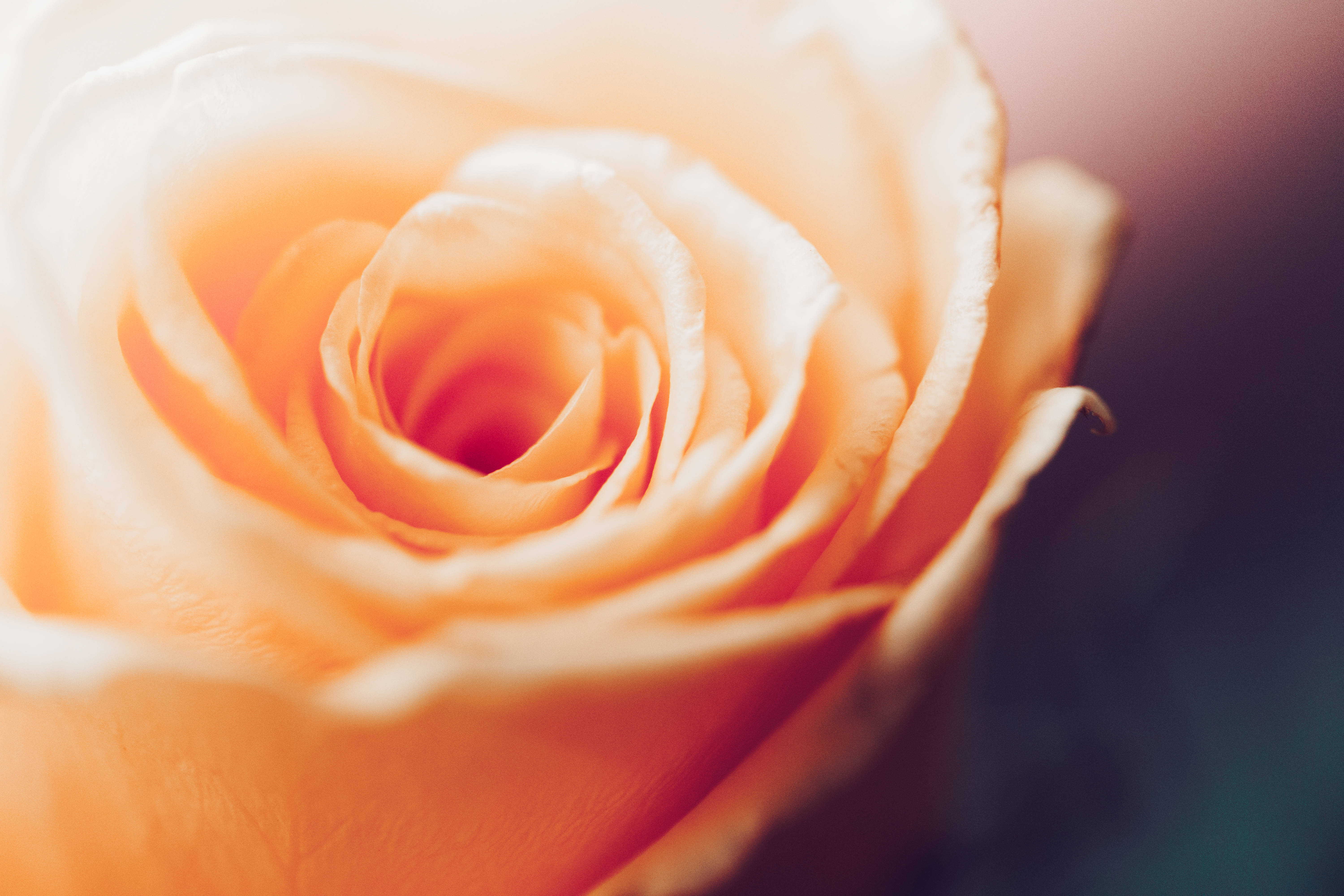 beautiful rose HD 桌布 壁紙 — 柔軟蜜桃玫瑰的特寫，細膩花瓣在溫暖光線中綻放，背景模糊陰暗。