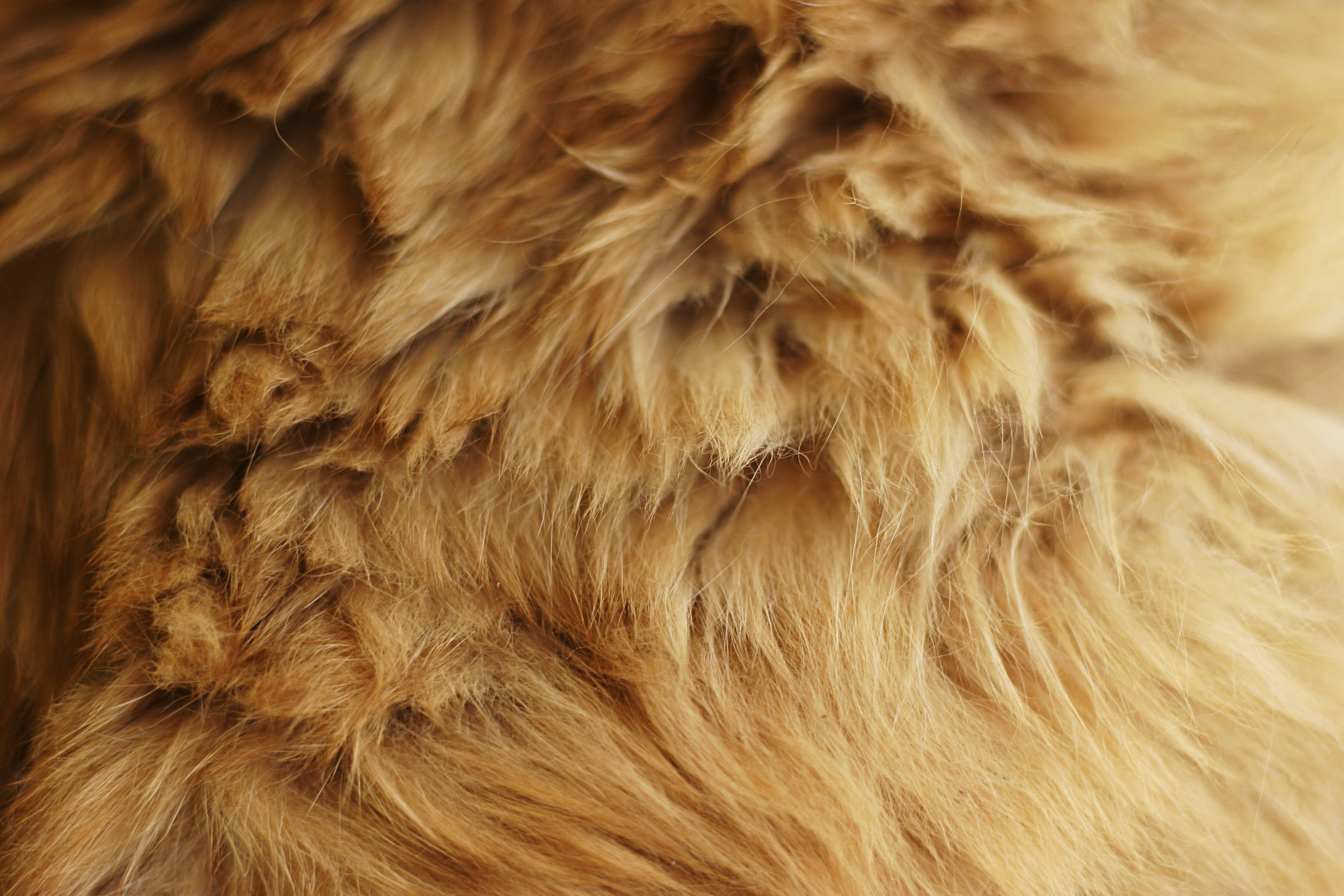 fur 桌布 壁紙 — 柔軟金棕色毛髮的特寫，帶有紋理髮絲和自然高光。