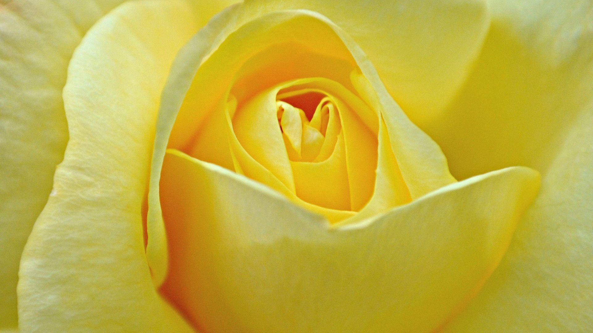 Rose Flower 桌布 壁紙 — 柔軟黃色玫瑰花蕾的特寫，在溫暖光線中展現精緻層疊花瓣。
