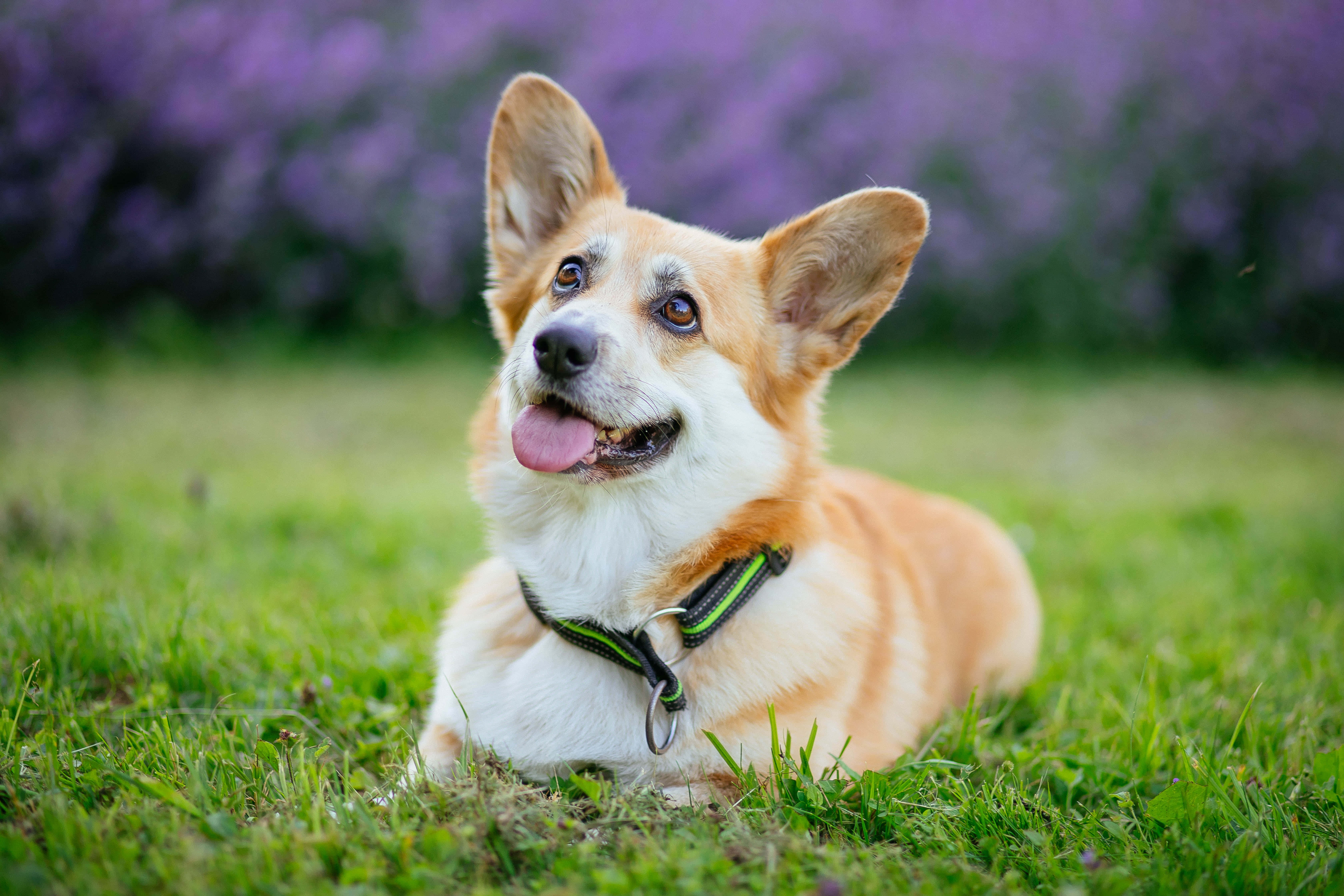 柯基犬圖片 壁紙