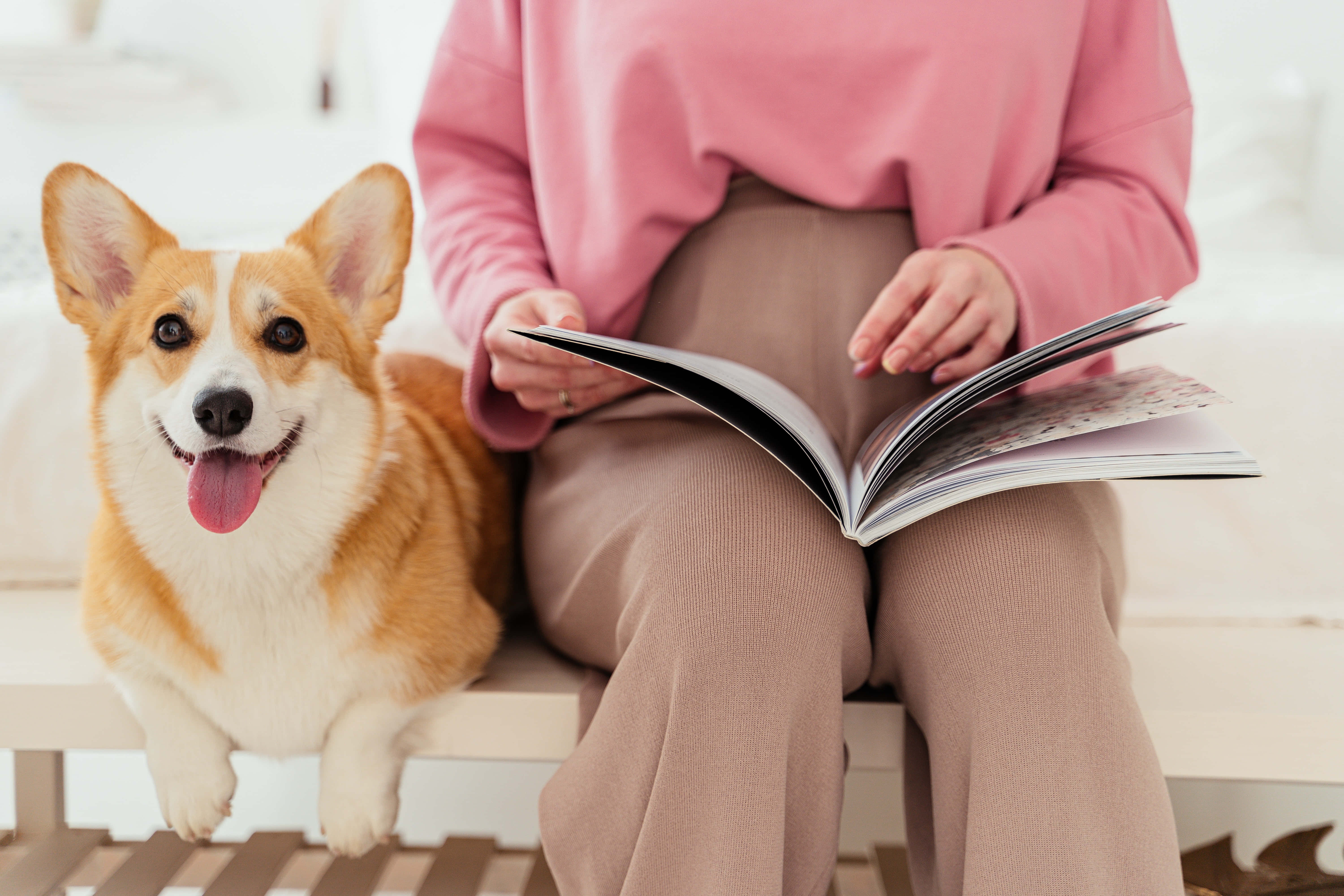 柯基犬圖片 壁紙