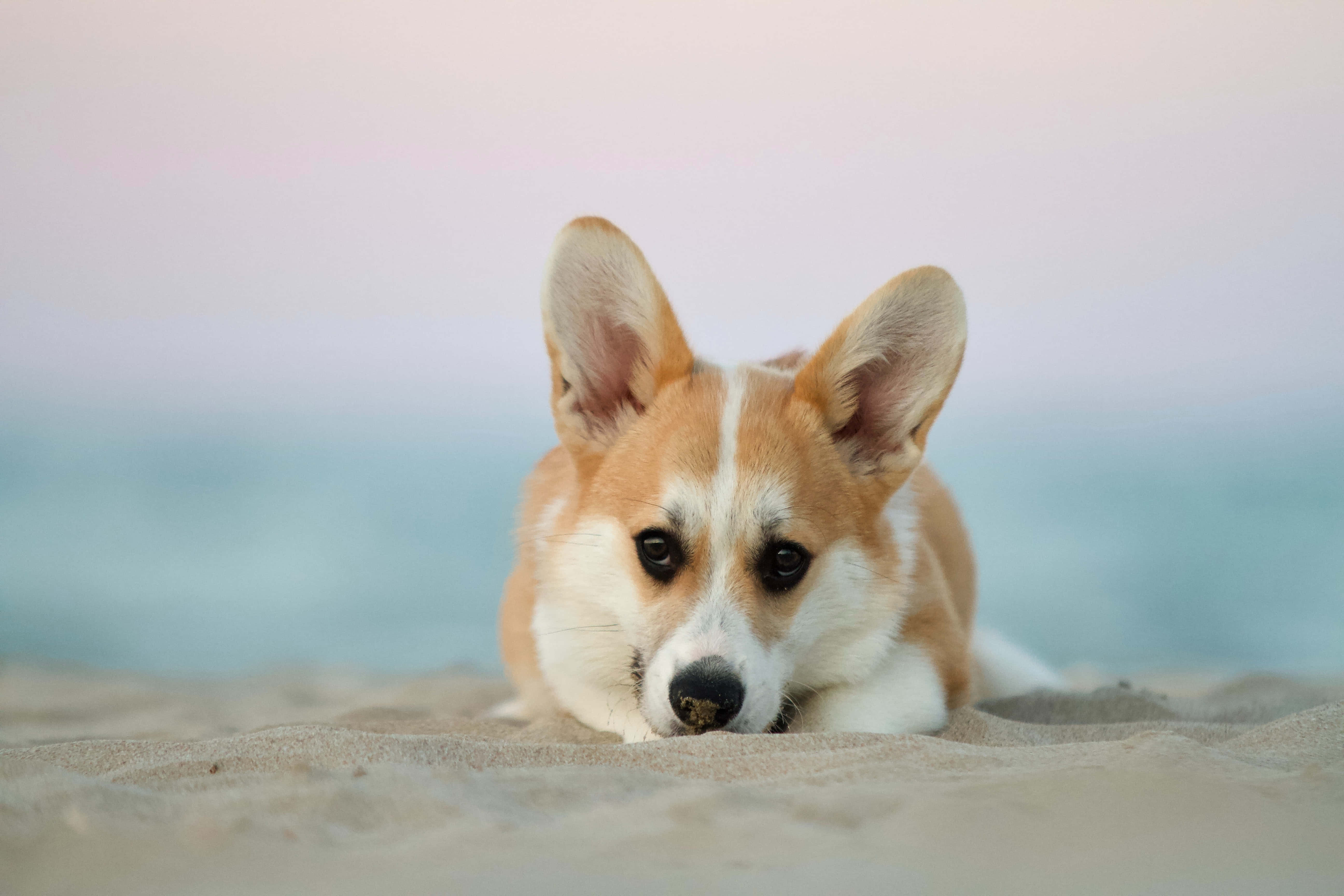 柯基犬圖片 壁紙