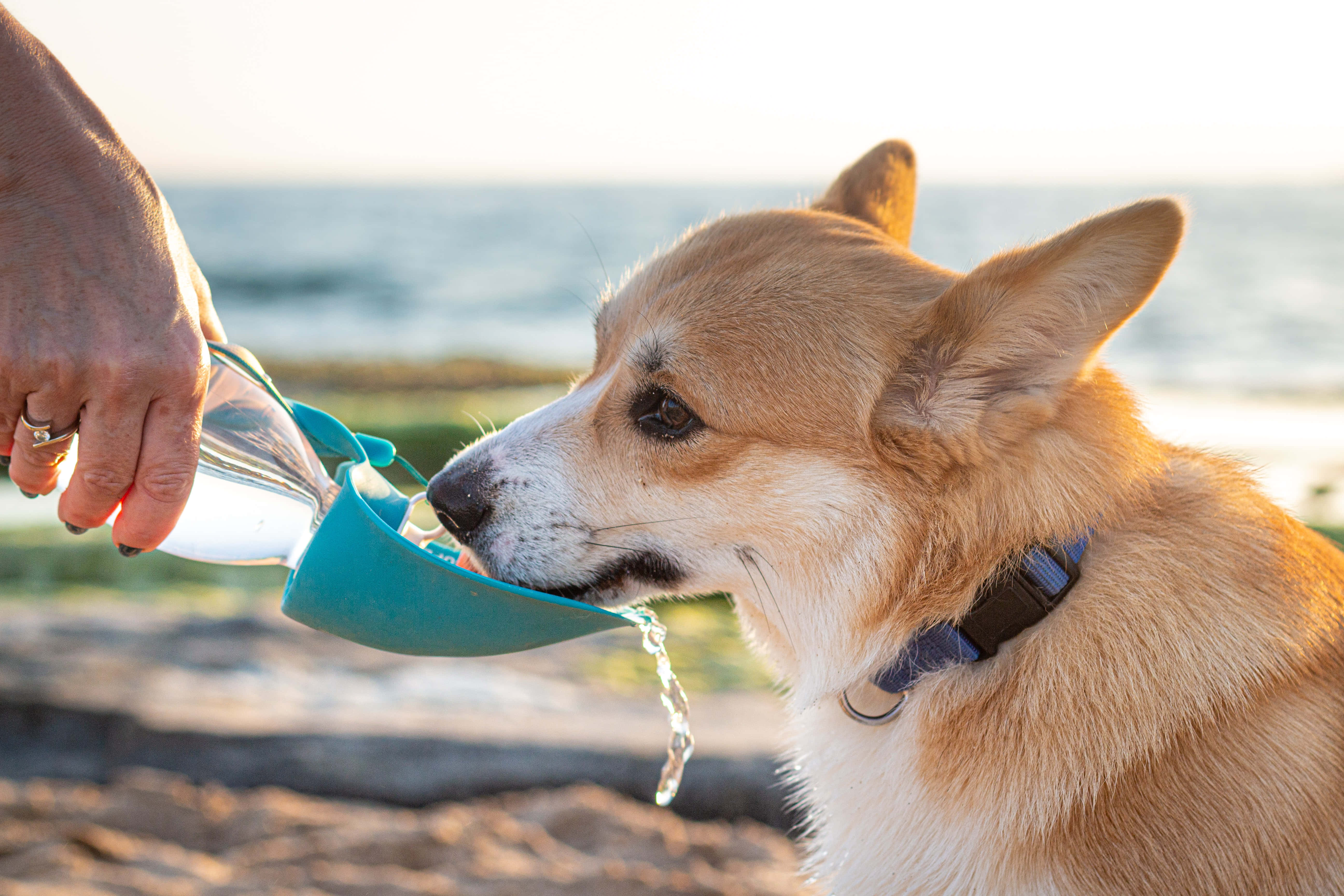 柯基犬圖片 壁紙