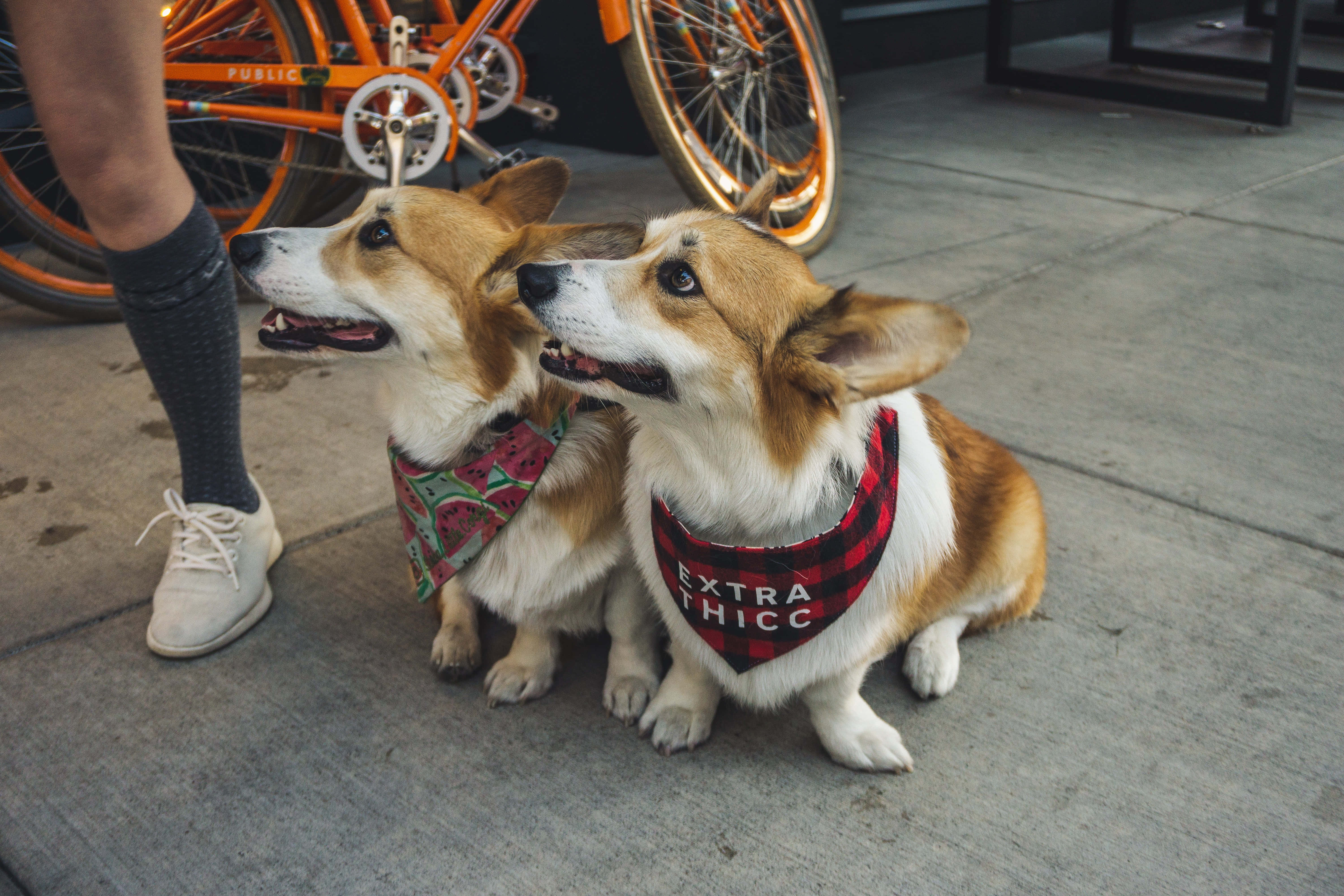 柯基犬圖片 壁紙