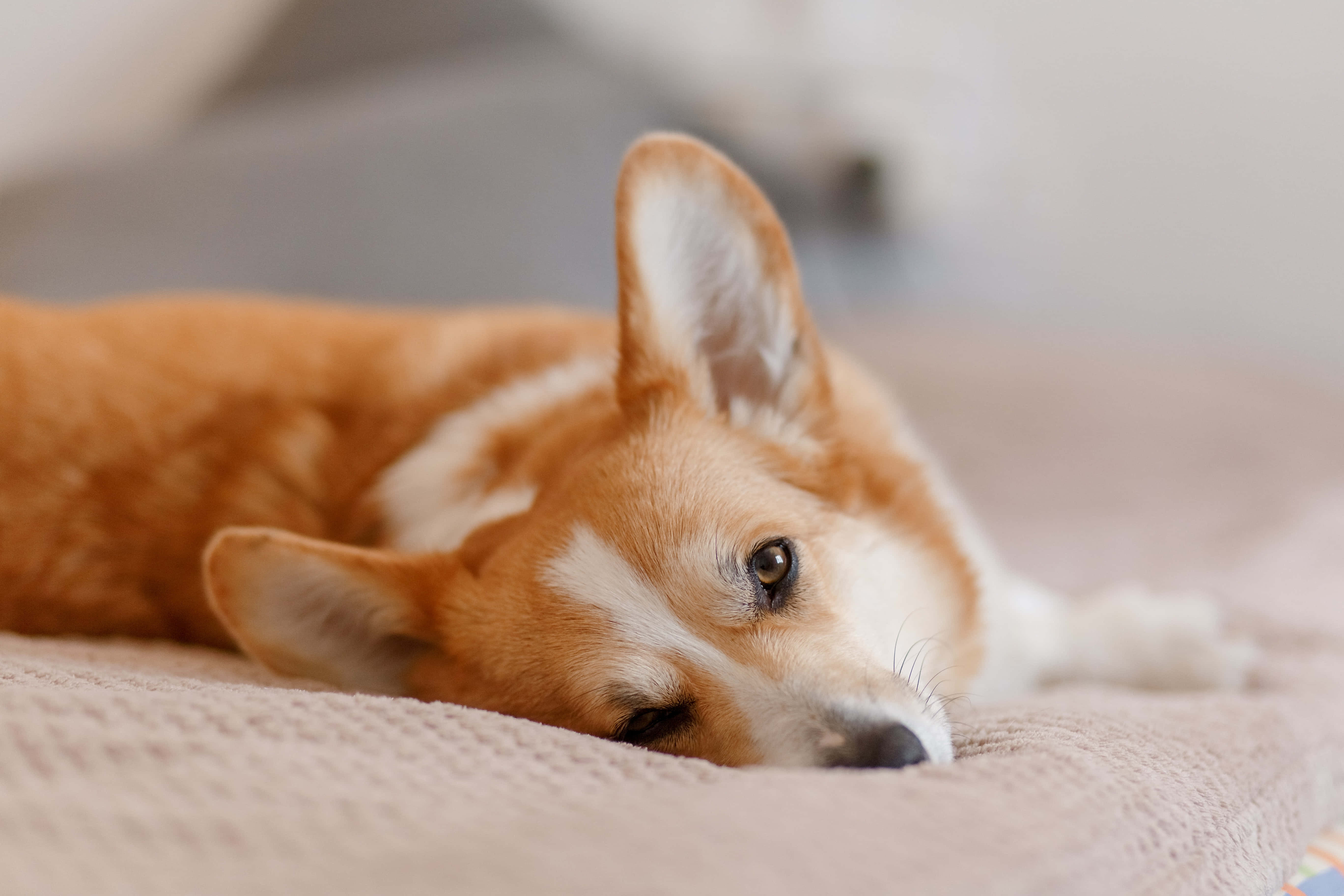 柯基犬圖片 壁紙