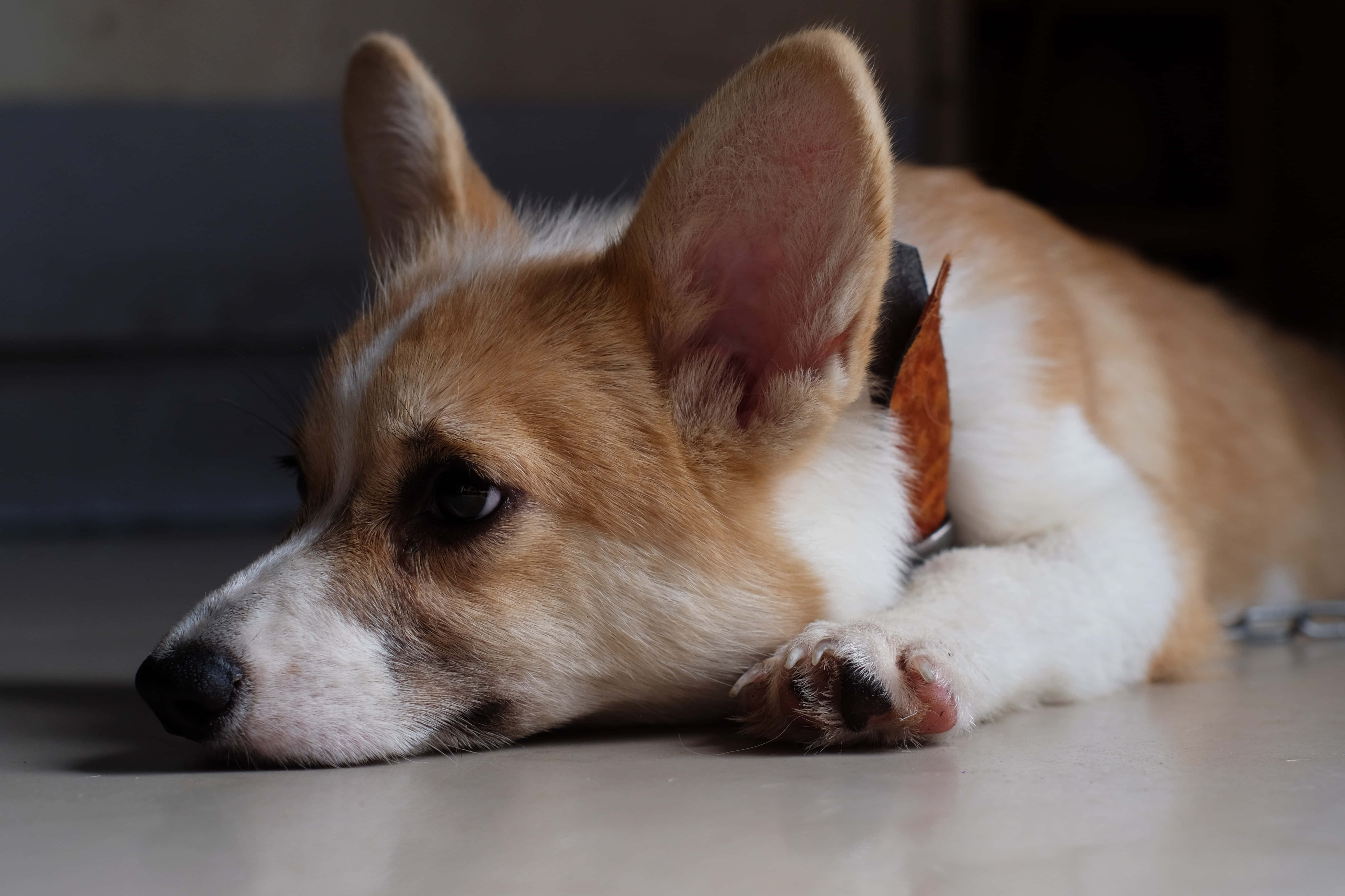 柯基犬圖片 壁紙