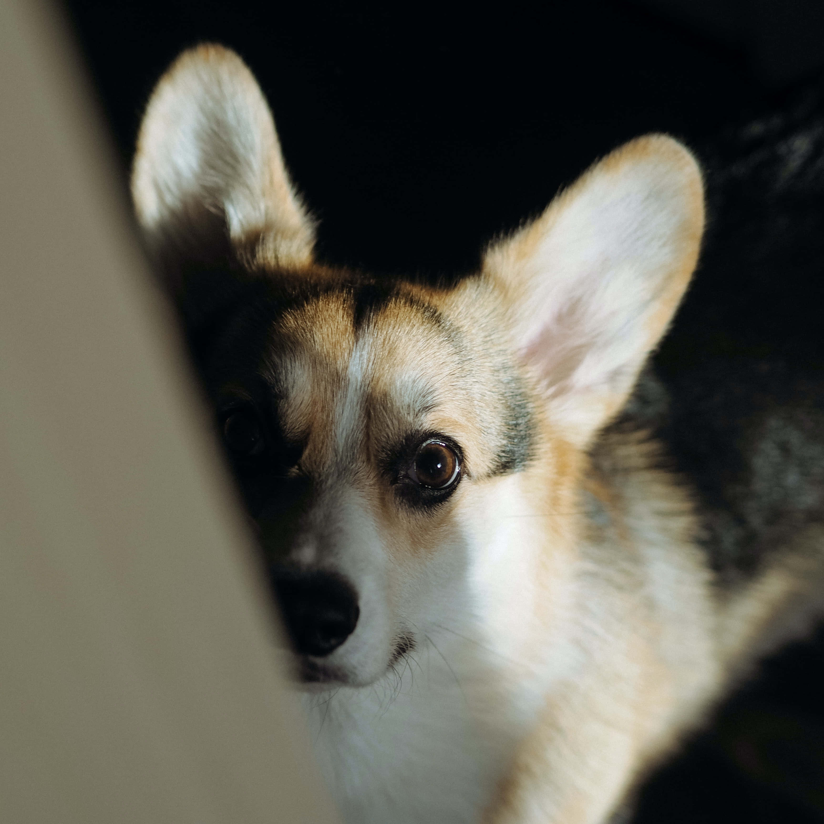 柯基犬圖片 壁紙