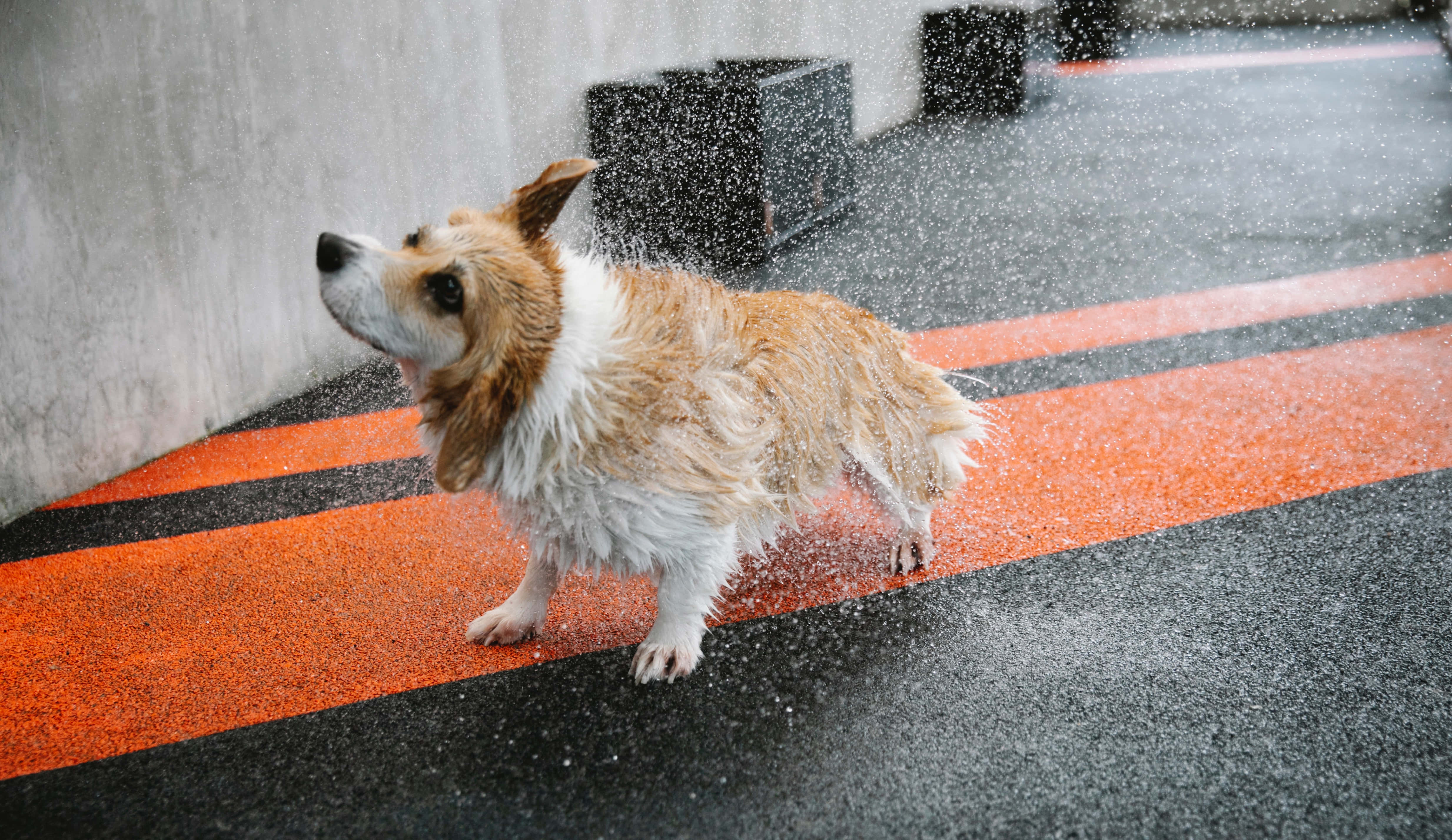 柯基犬圖片 壁紙
