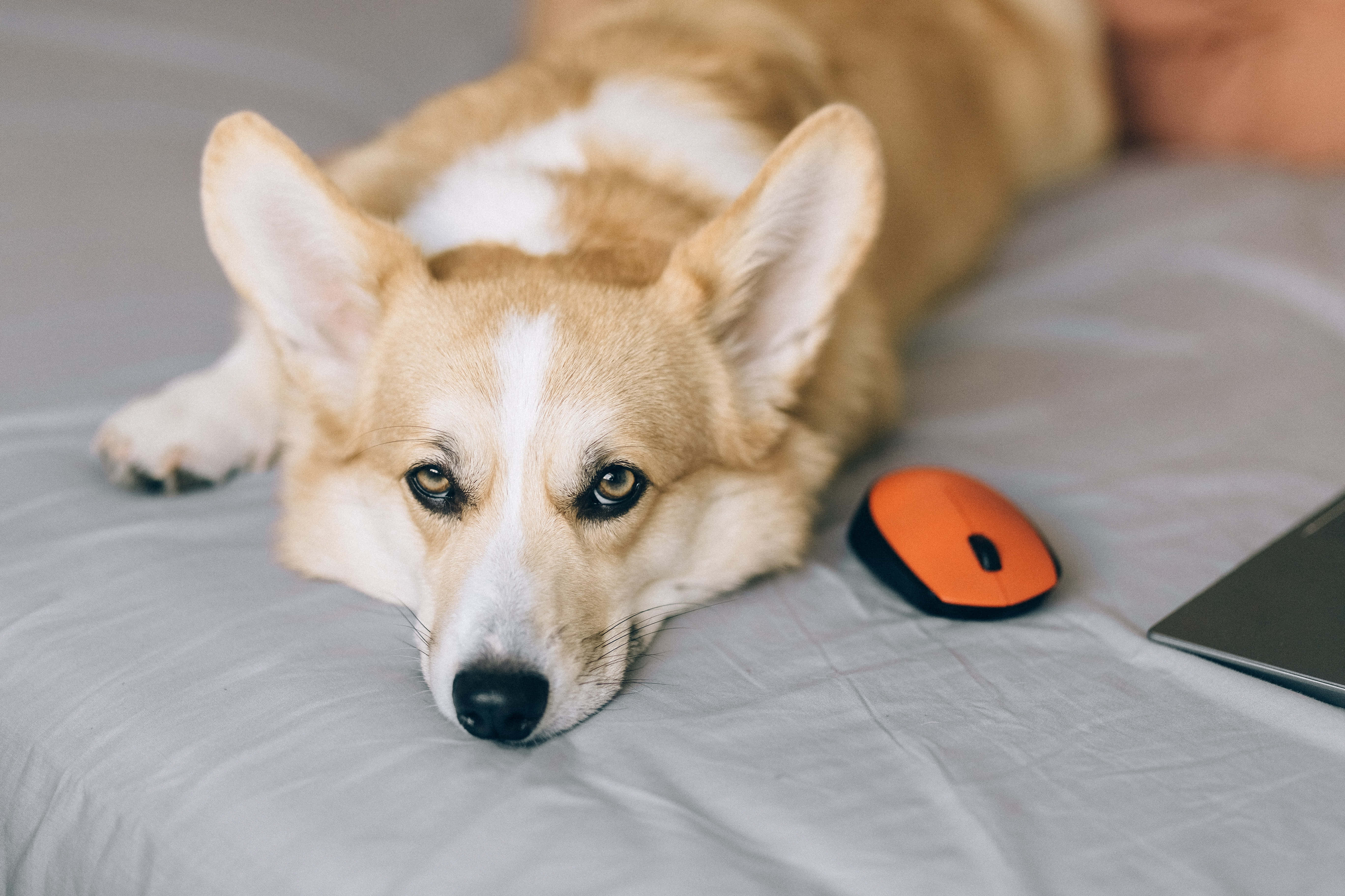 柯基犬圖片 壁紙