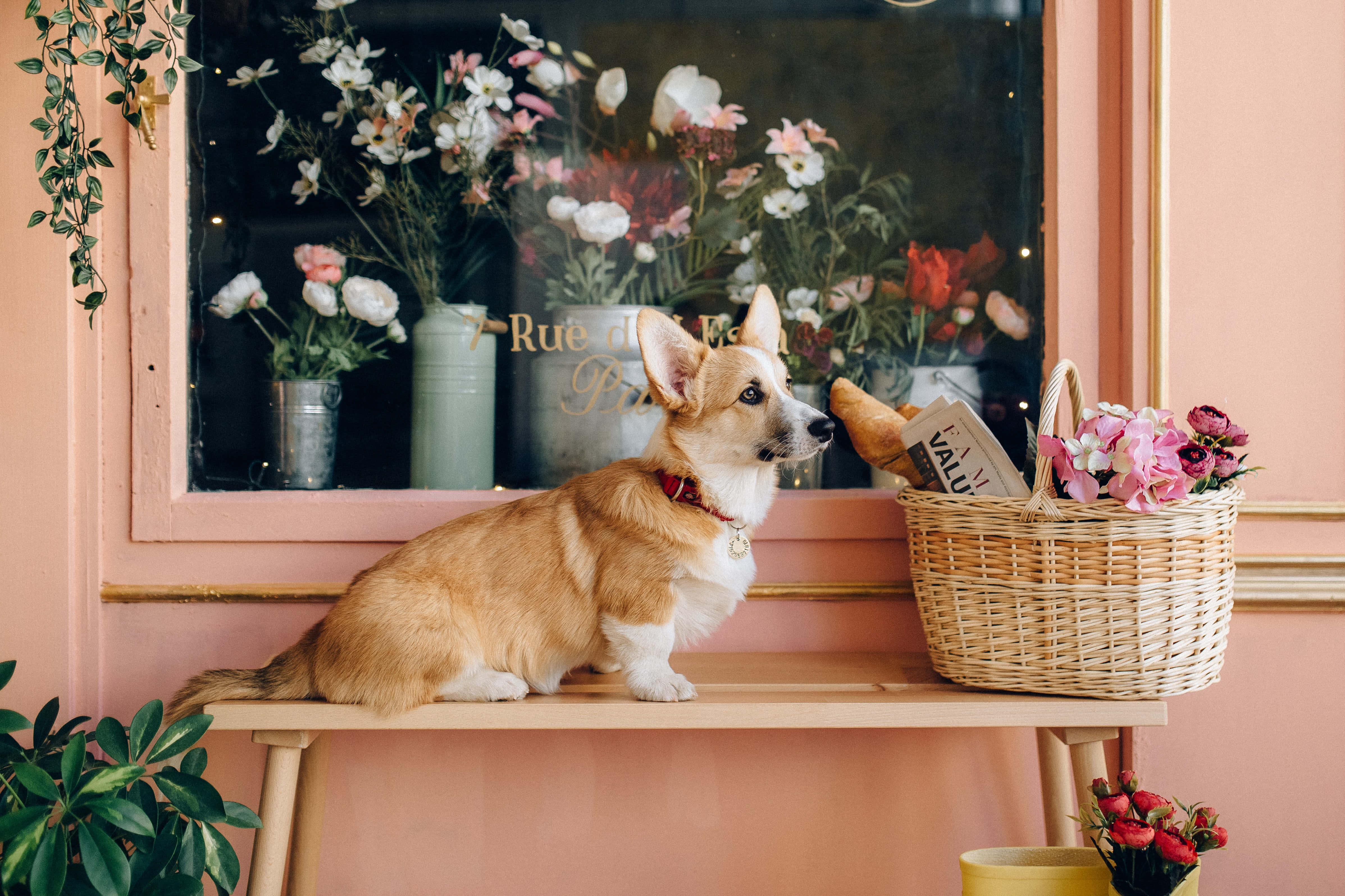 柯基犬圖片 壁紙