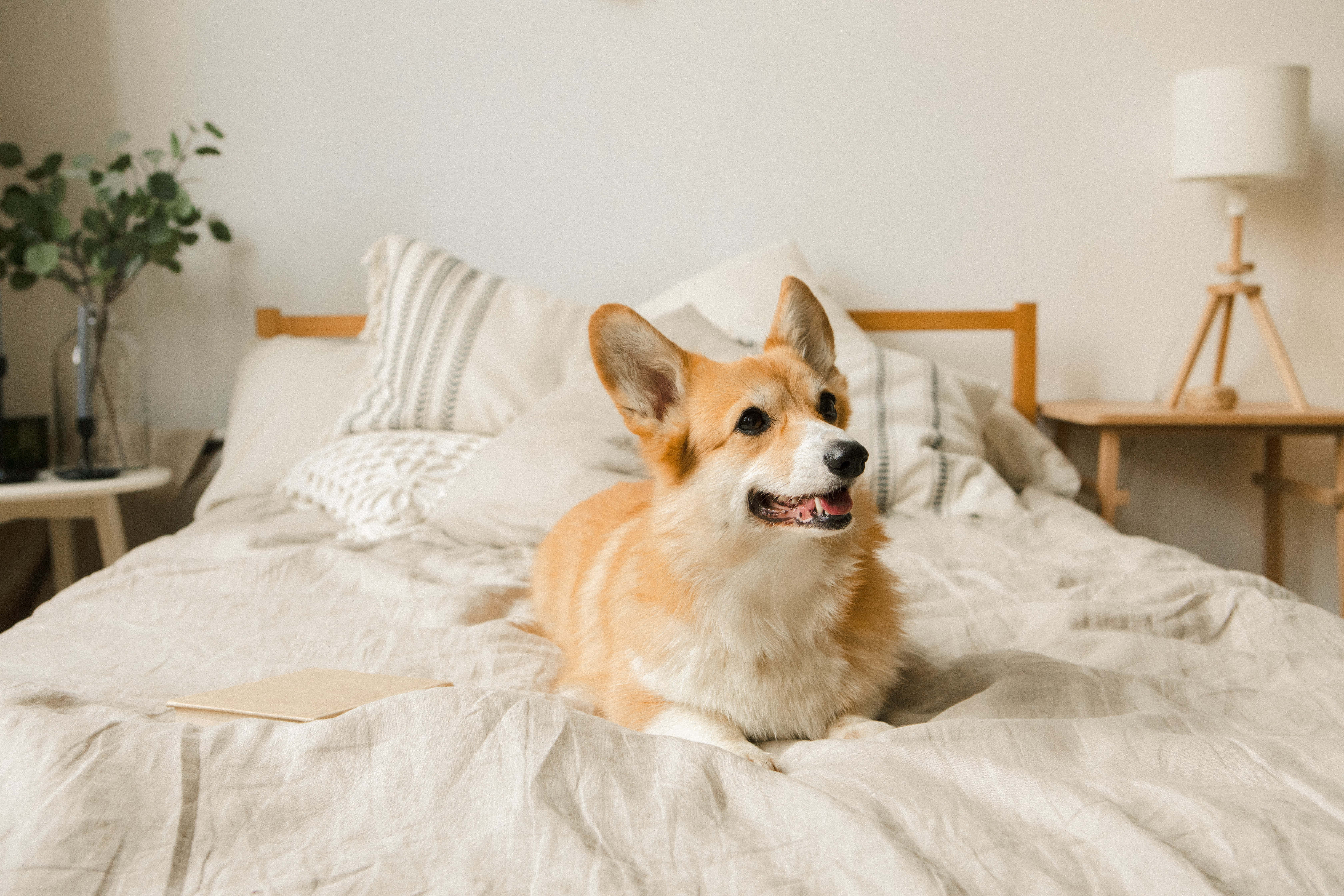 柯基犬圖片 壁紙