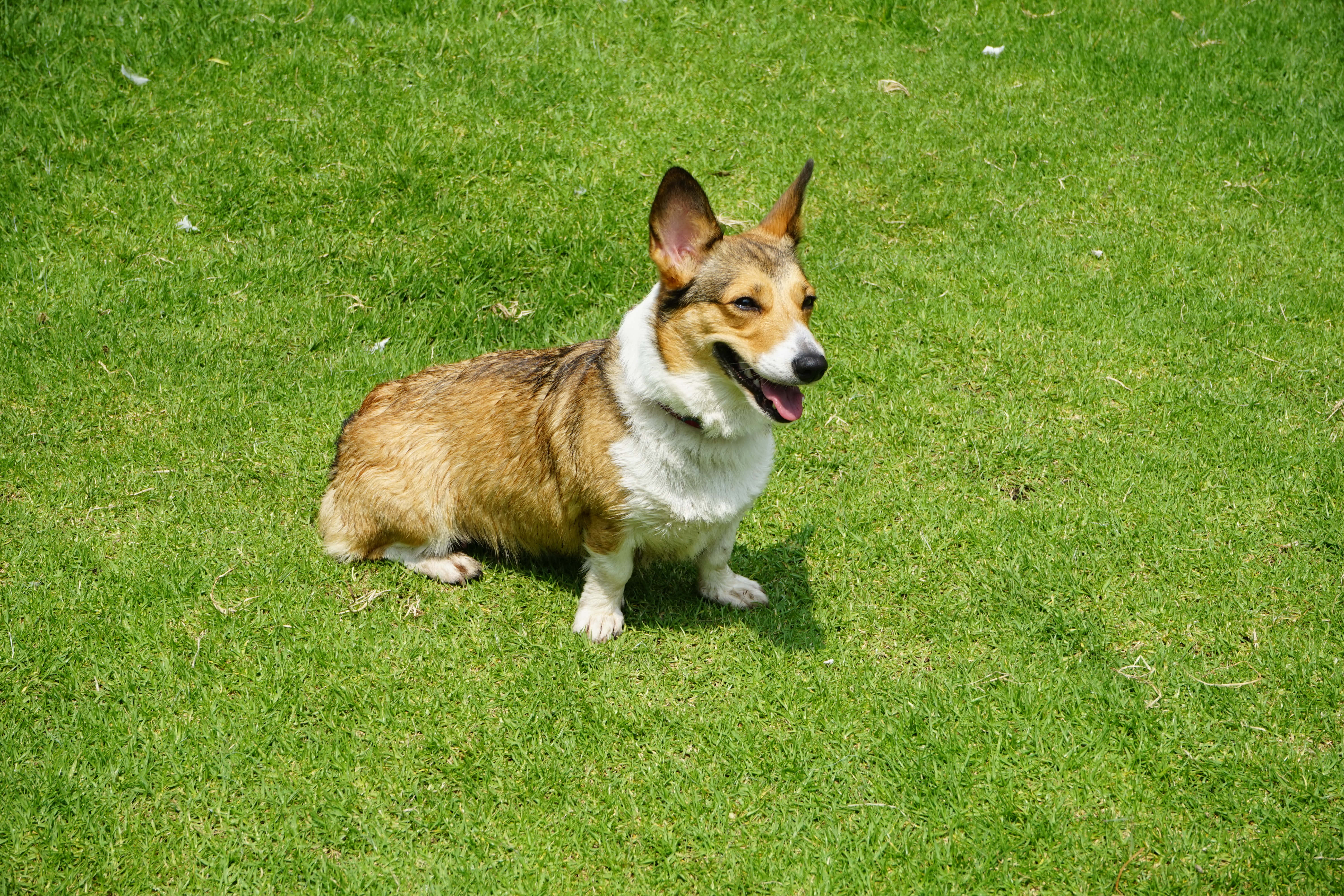 柯基犬圖片 壁紙