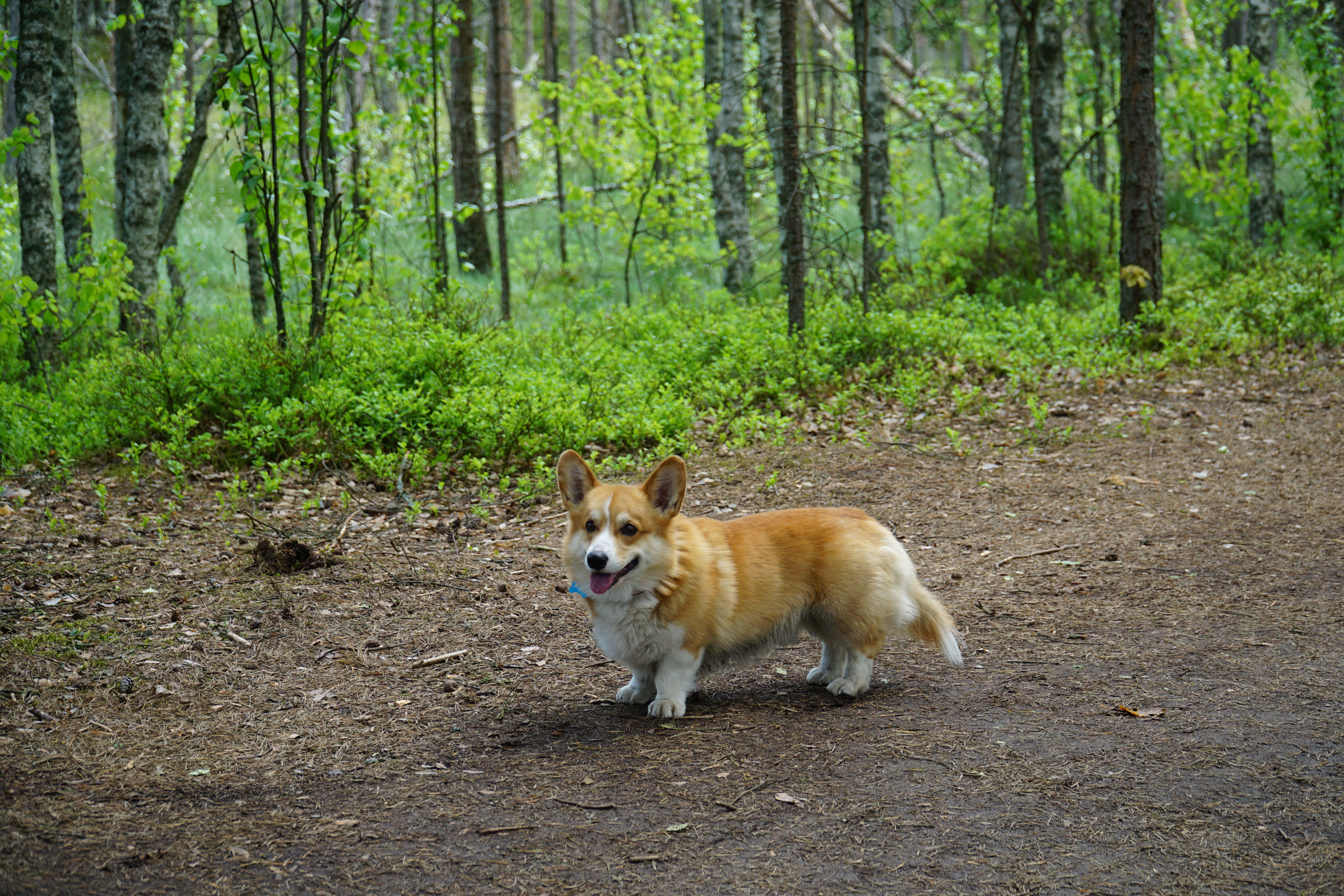 柯基犬圖片 壁紙