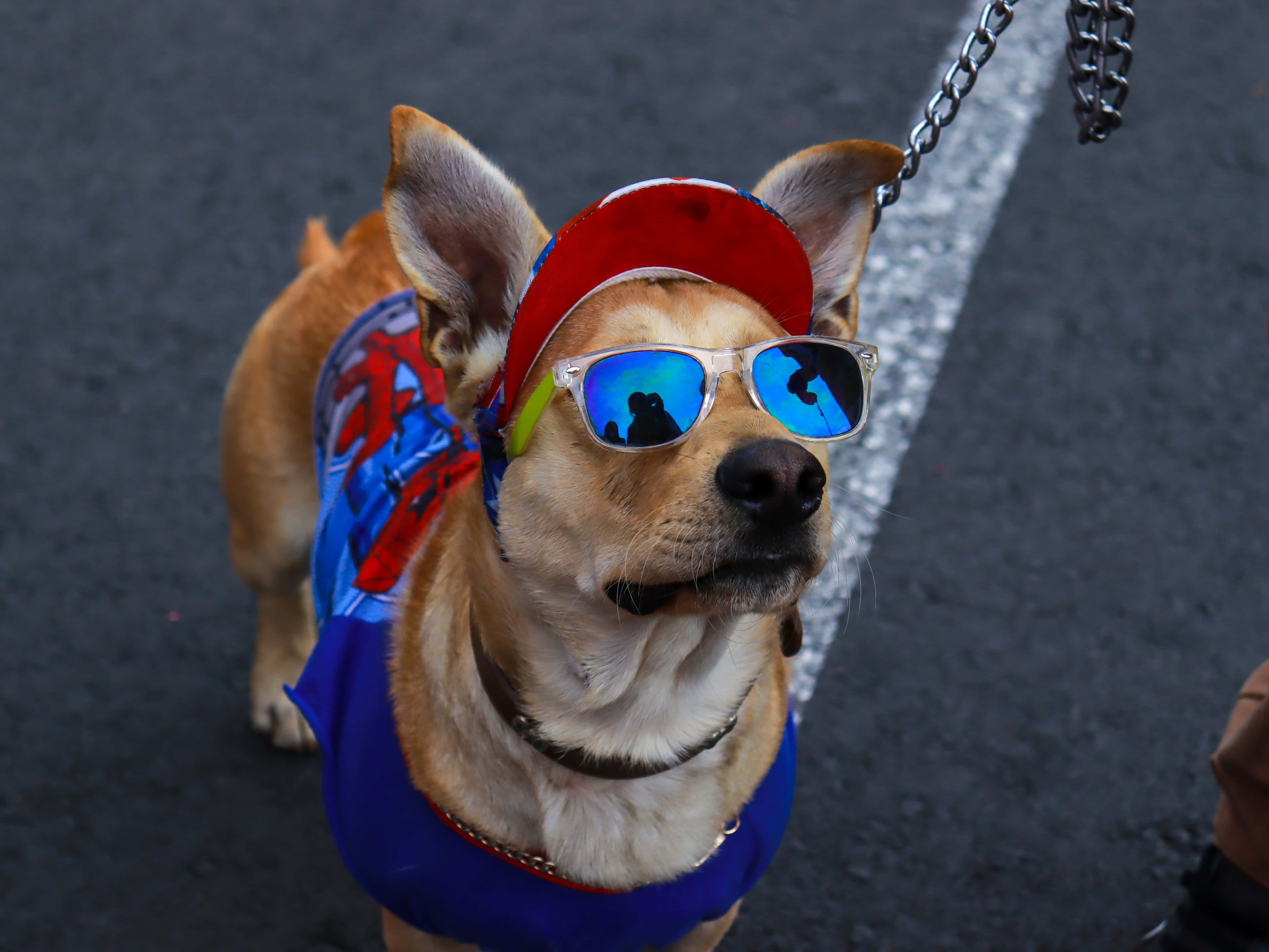 柯基犬圖片 壁紙