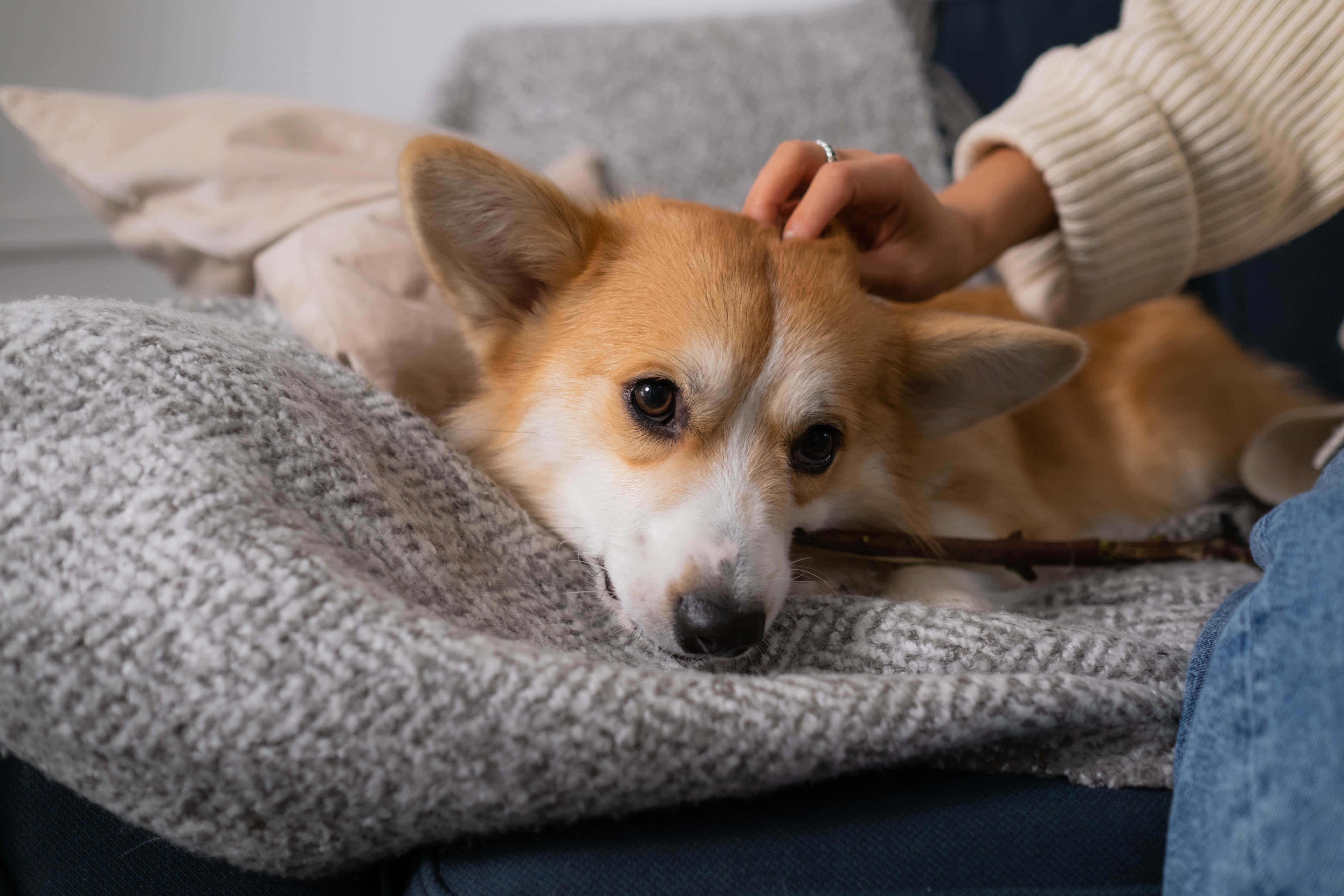柯基犬圖片 壁紙