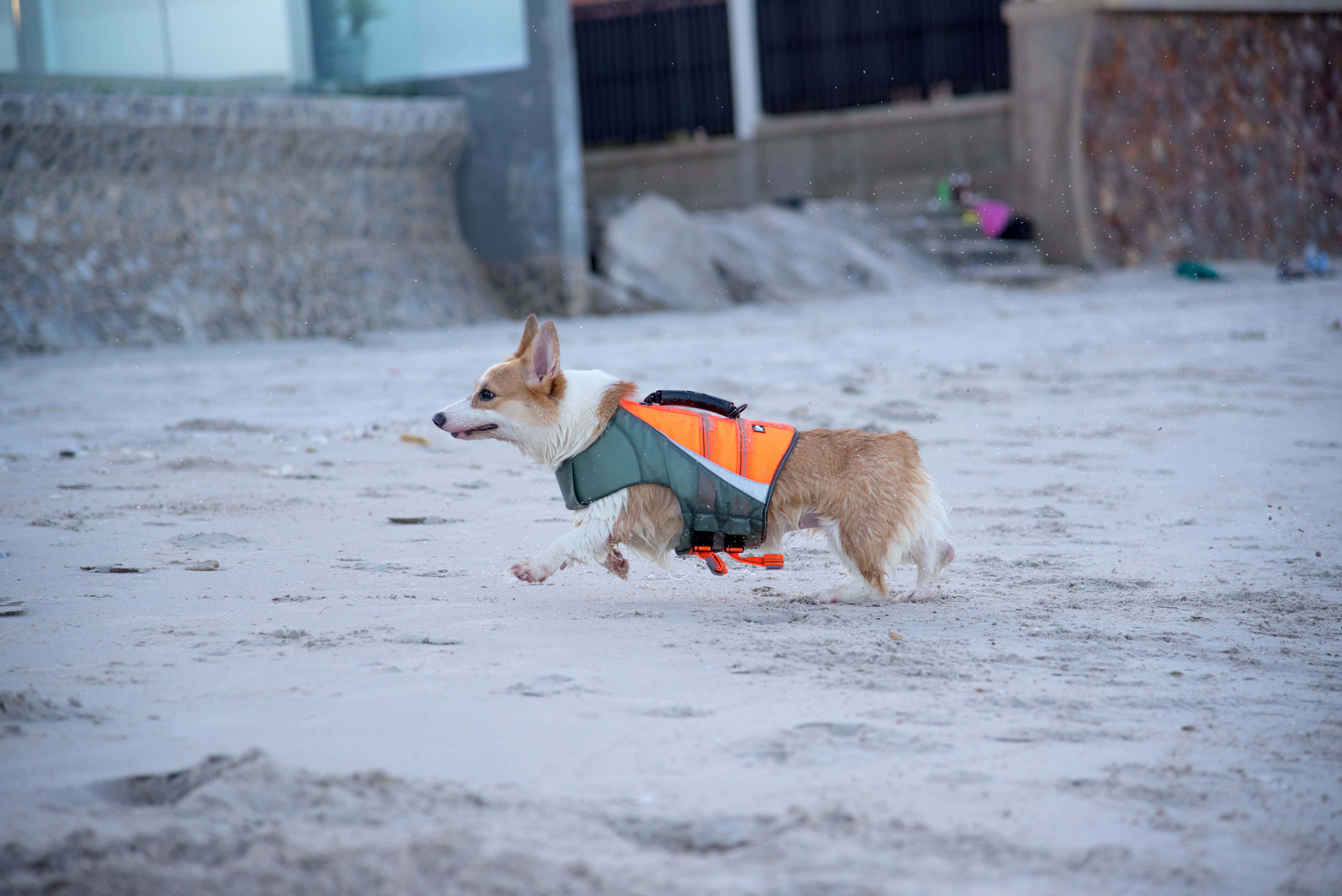 柯基犬圖片 壁紙