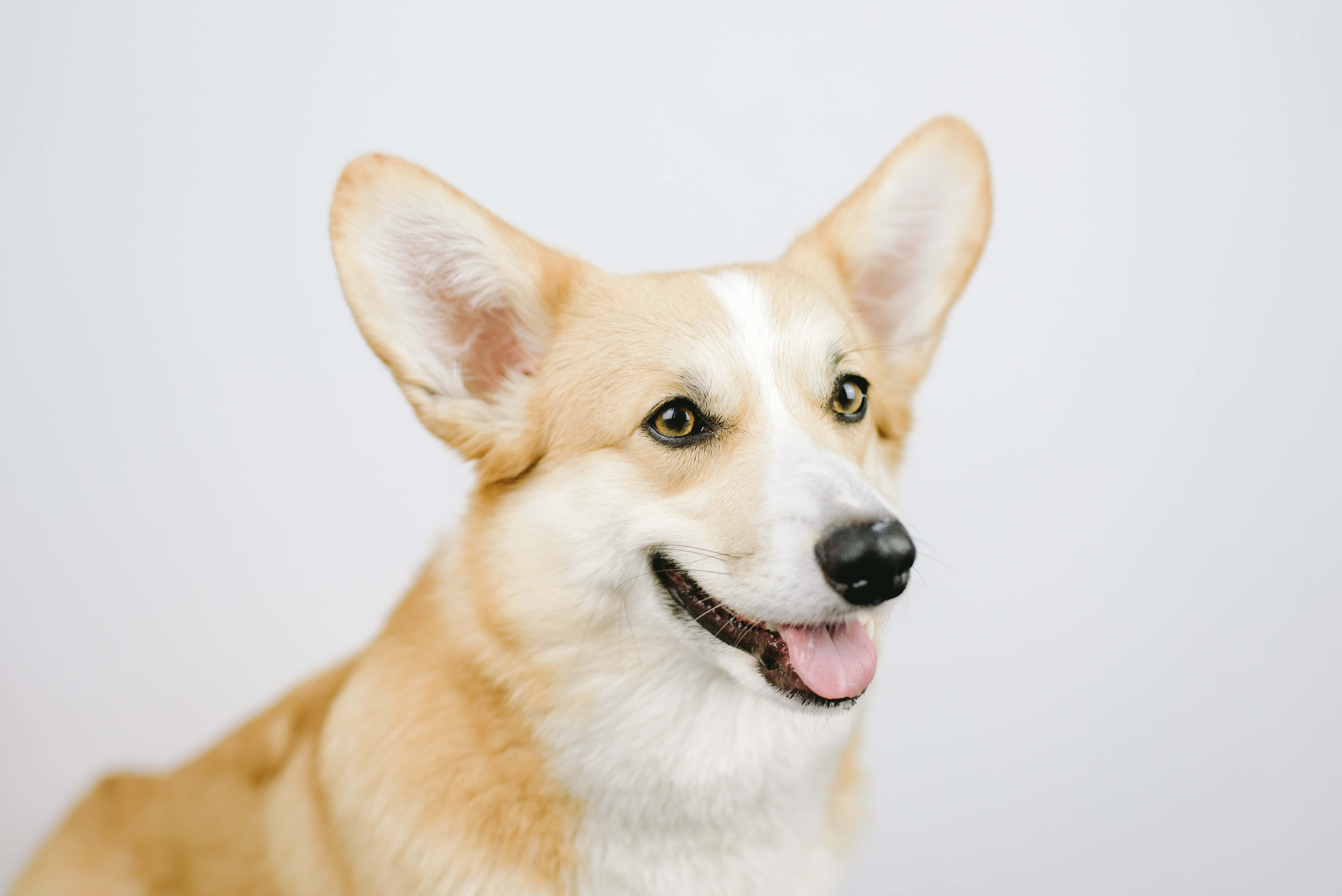 柯基犬圖片 壁紙