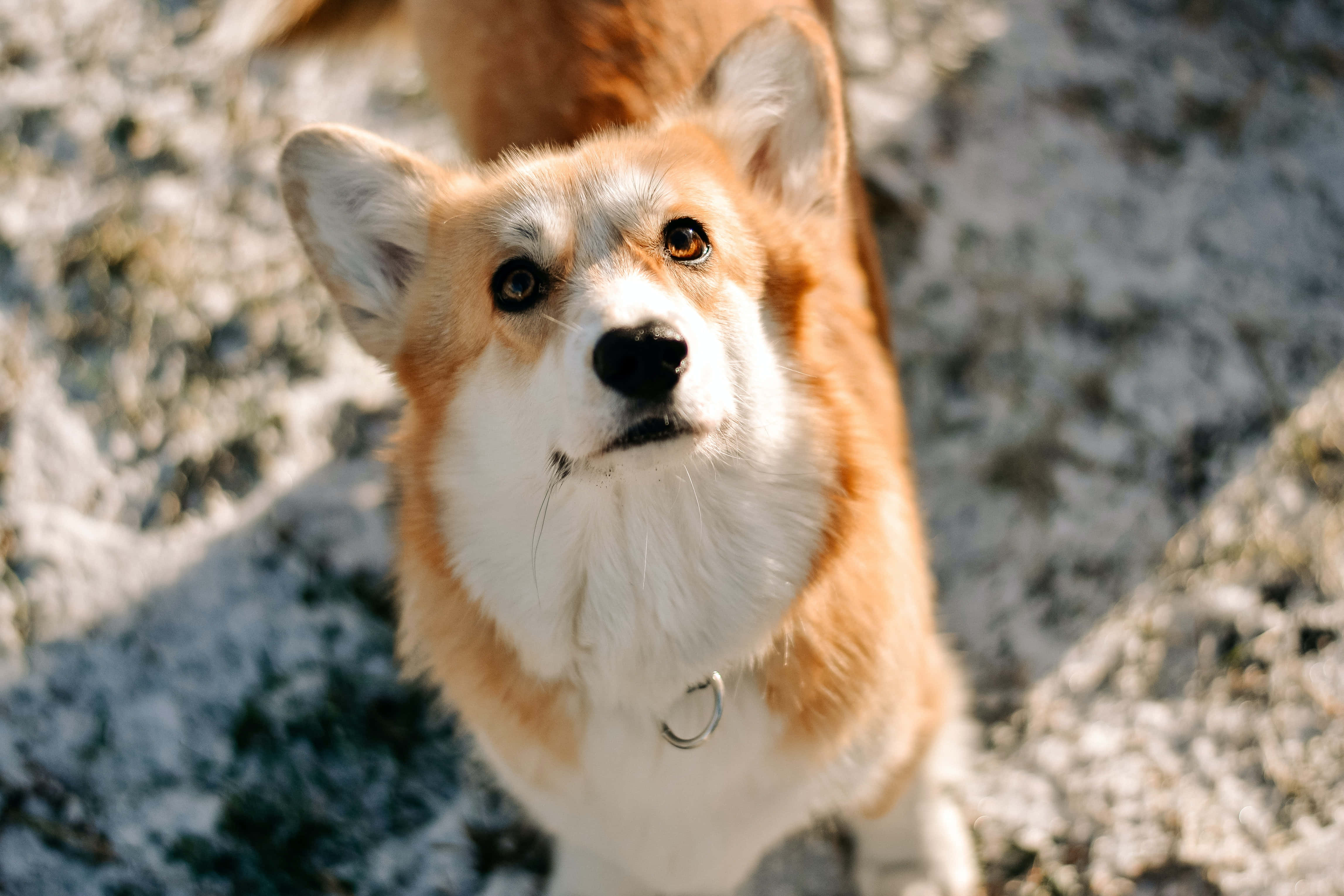柯基犬圖片 壁紙