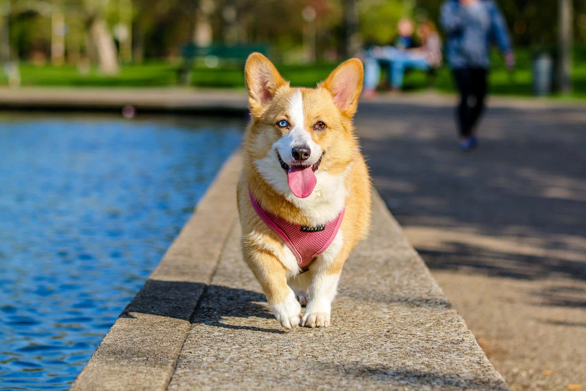 柯基犬圖片 壁紙