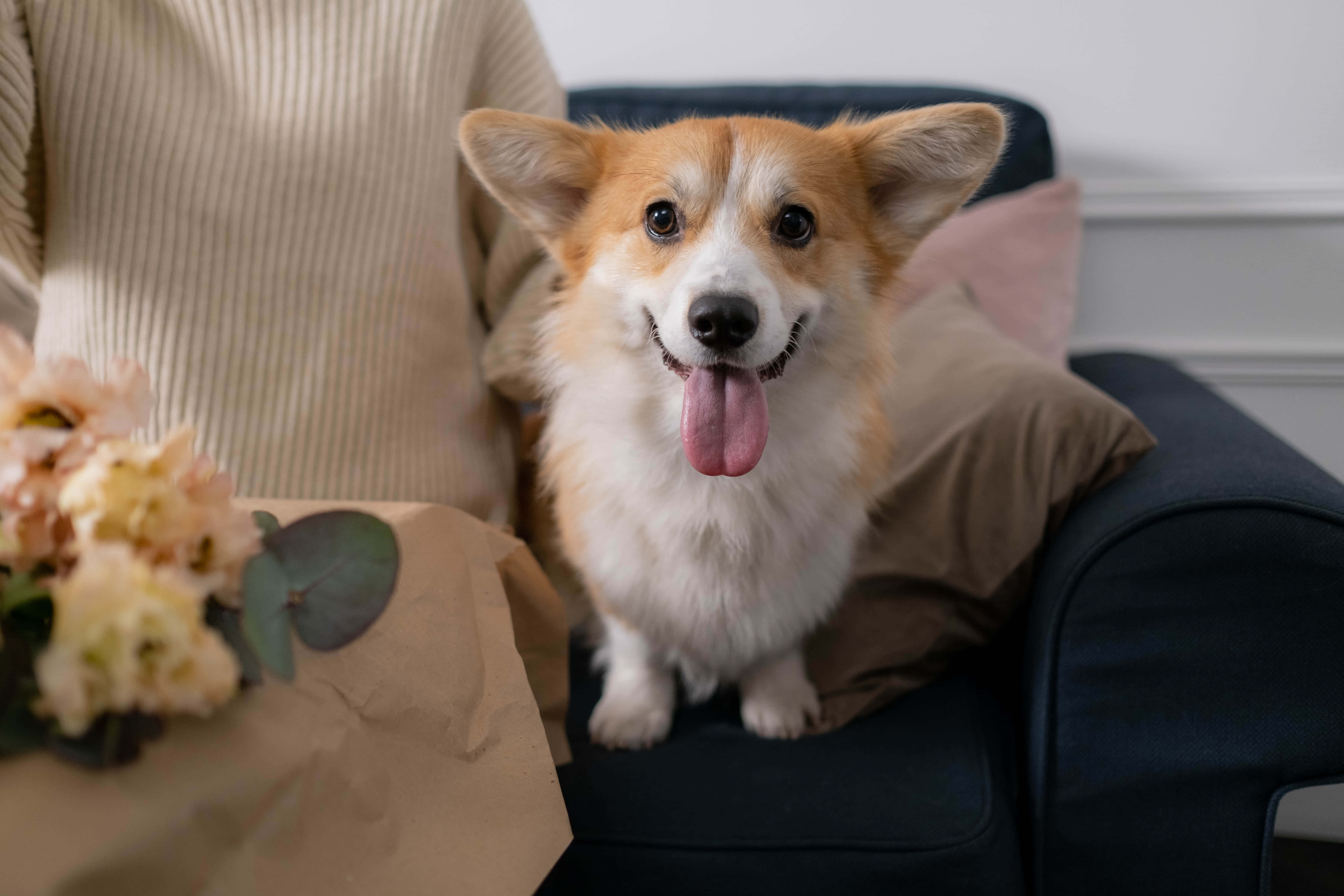 柯基犬圖片 壁紙