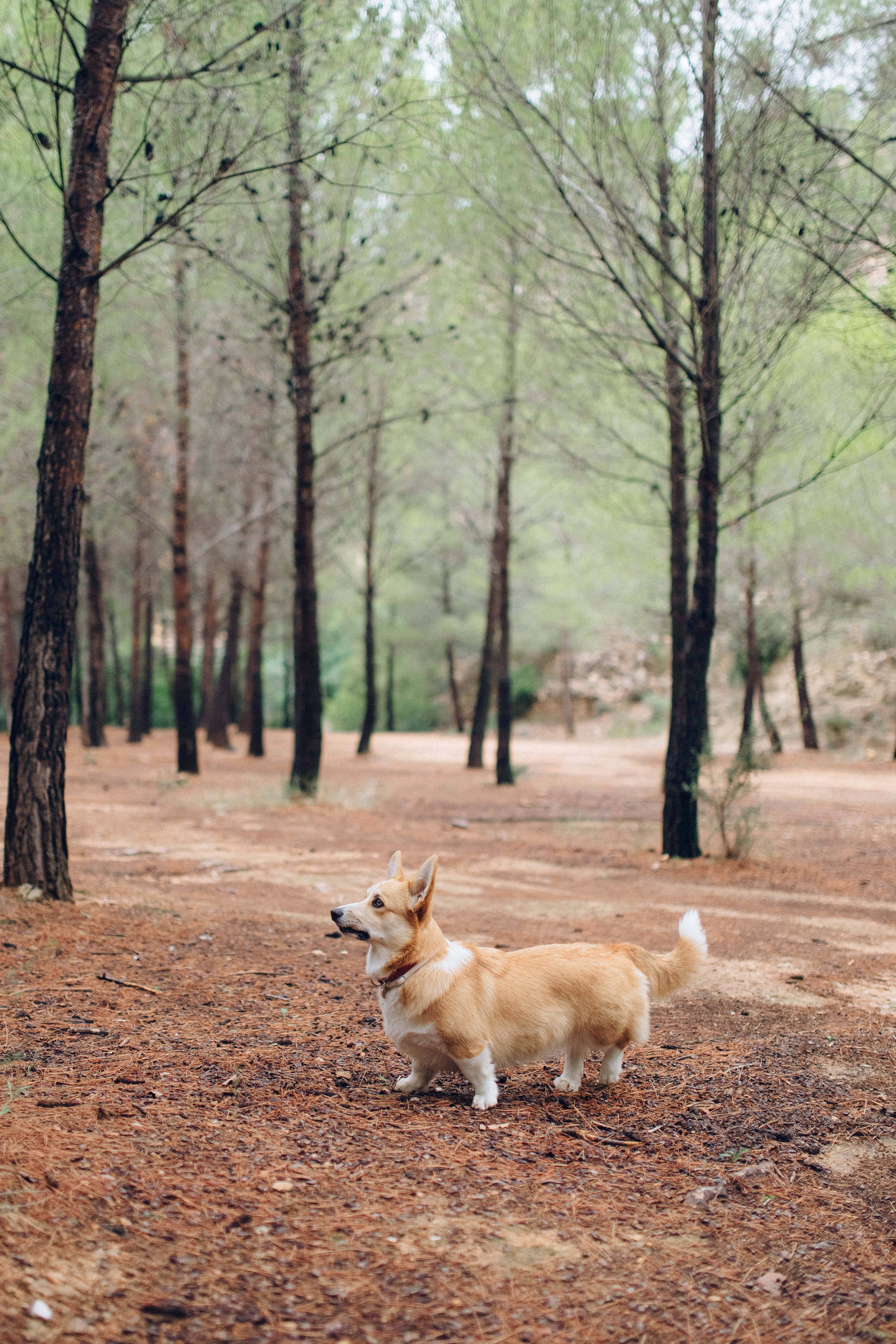 柯基犬圖片 壁紙